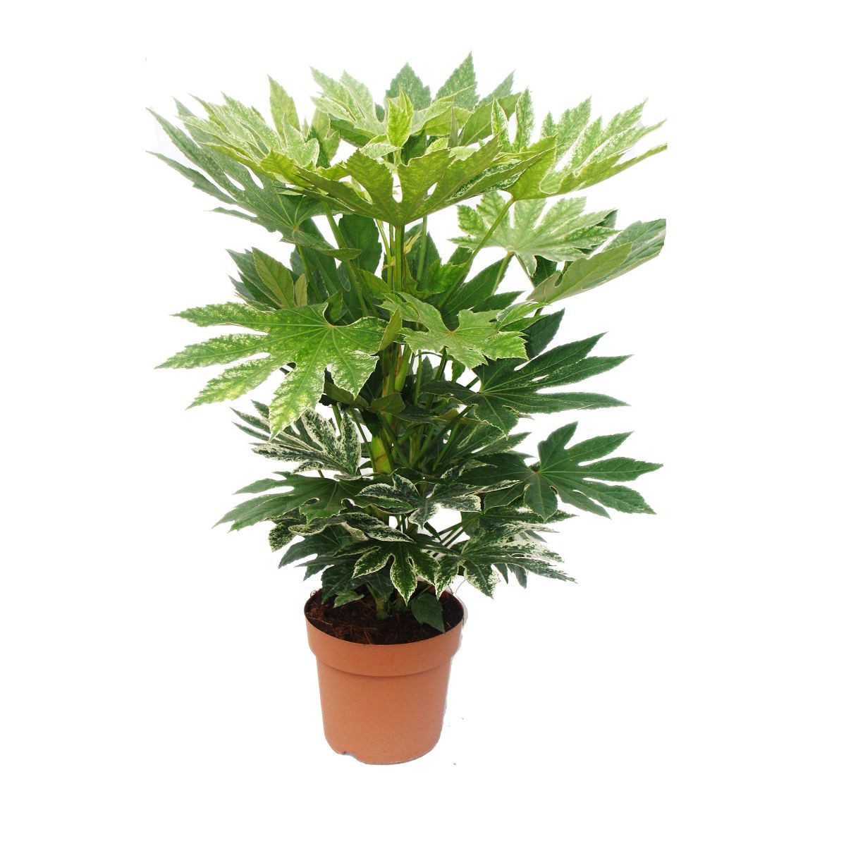 Exotenherz Zimmerpflanze Zimmeraralie - Fatsia japonica var. - ca. 60-80cm hoch - 20cm Topf