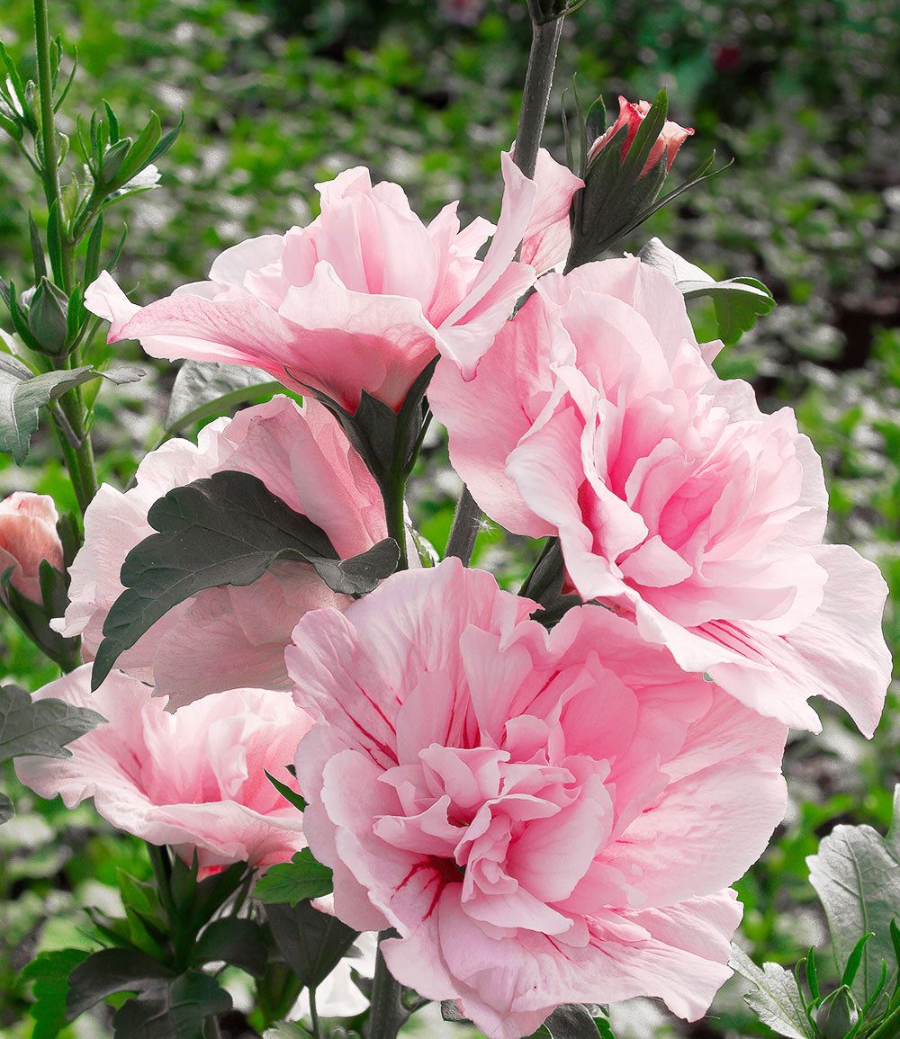 BALDUR Garten Zierstrauch Gefüllter Hibiskus 'Chiffon®' pink, 1 St., Riesenhibiskus, gefüllte Blüten,winterhart, mehrjährig