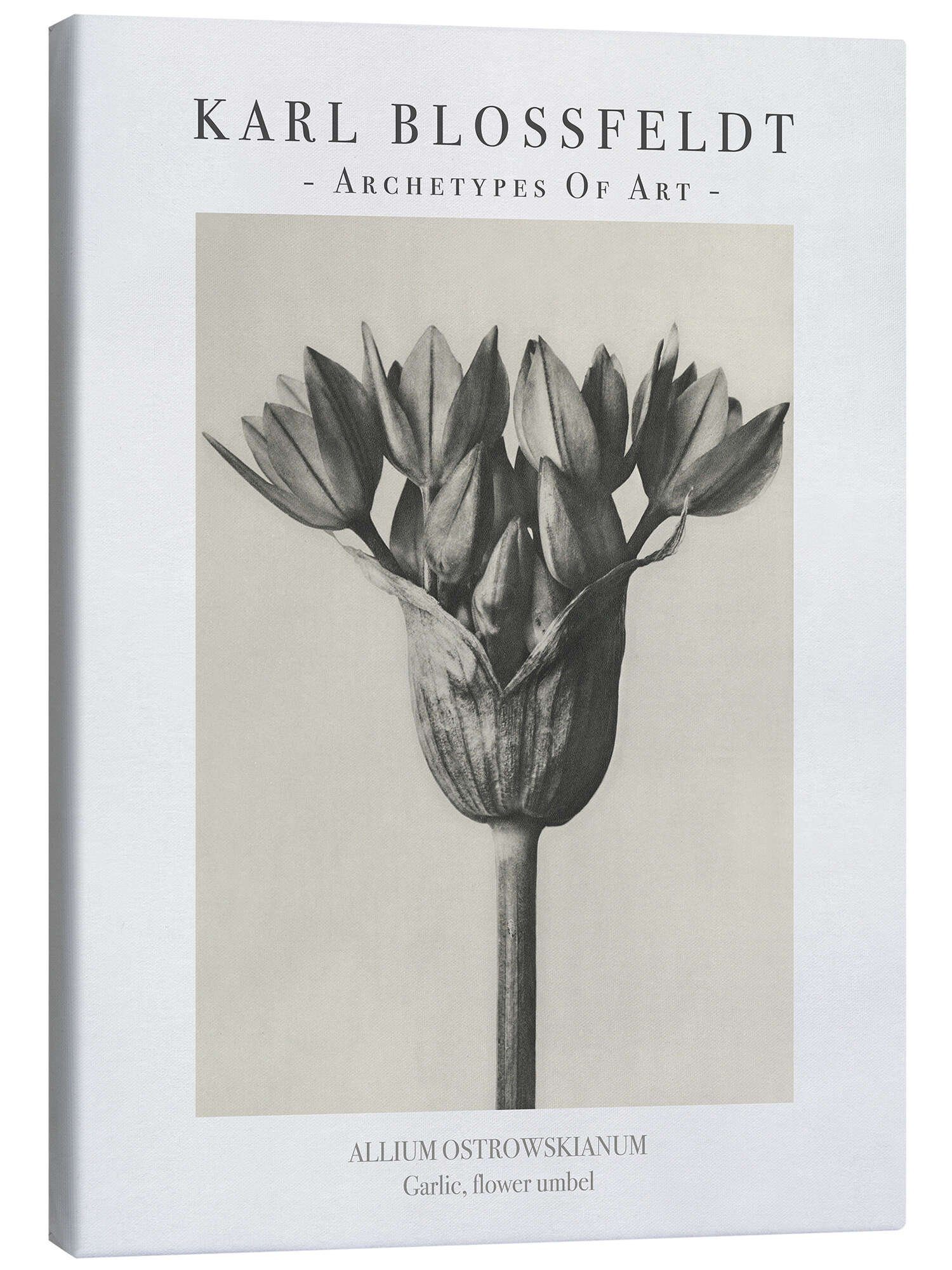 Leinwandbild Karl Blossfeldt