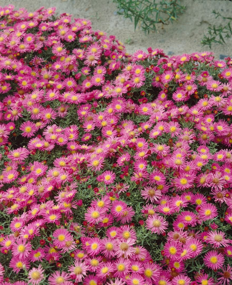 Pflanzen für Dich Staude Aster dumosus 'Alice Haslam', 1 St., Kissen-Aster, Herbstaster – Bild 2 von 3