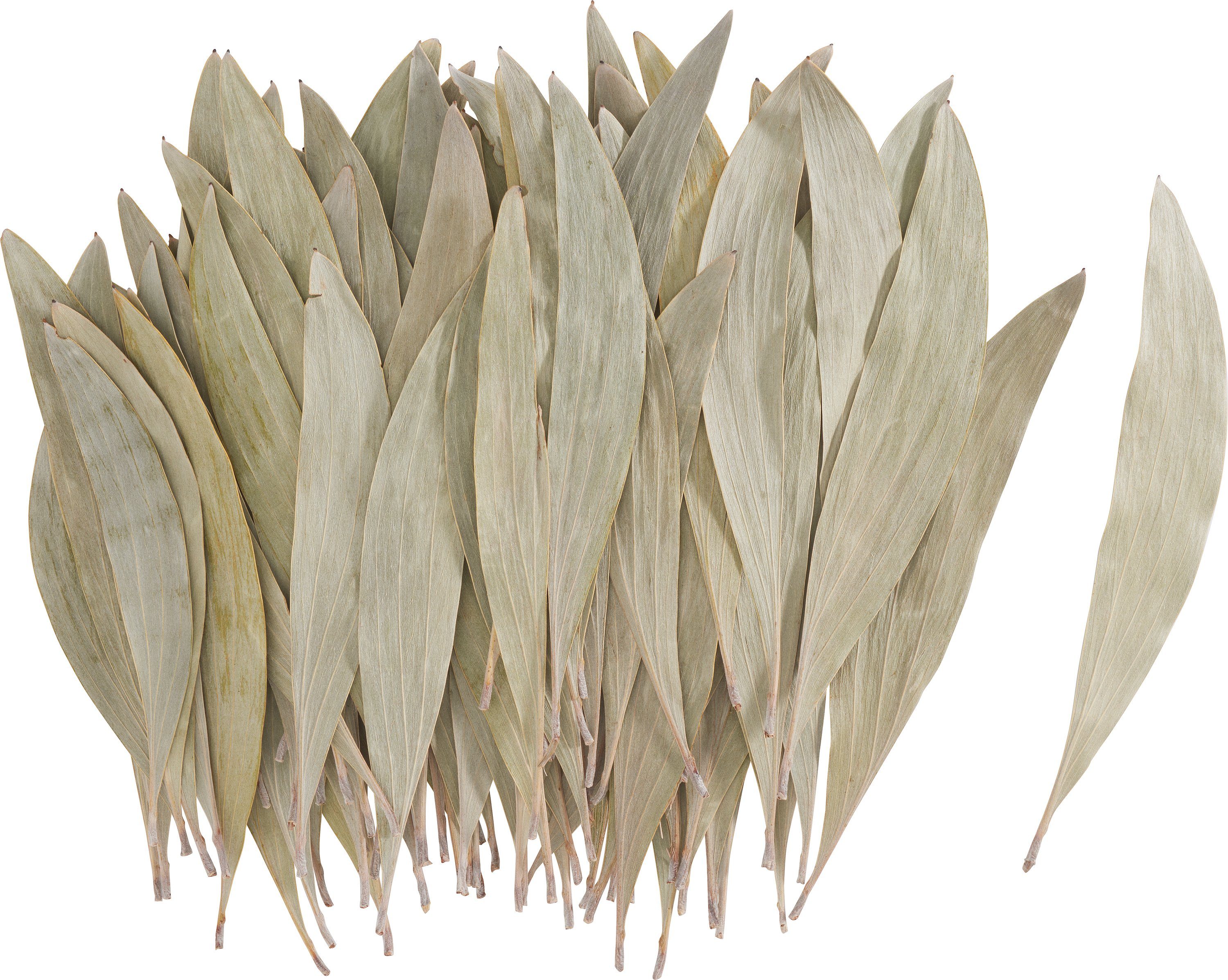 Othmar Kunstpflanze Eukalyptus Blätter, 60 g Decorations,