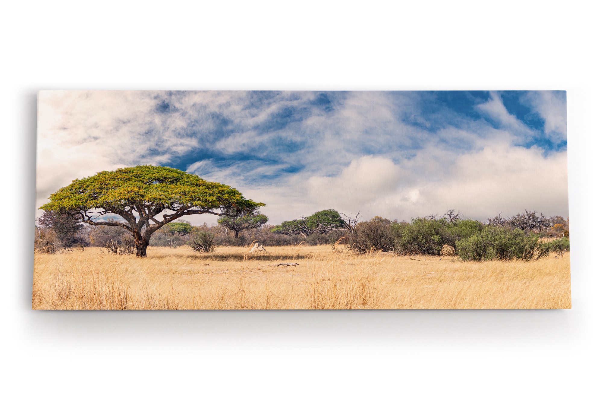 Leinwandbild Afrikanische Landschaft Burkea Africana Bäume Sonnenuntergang