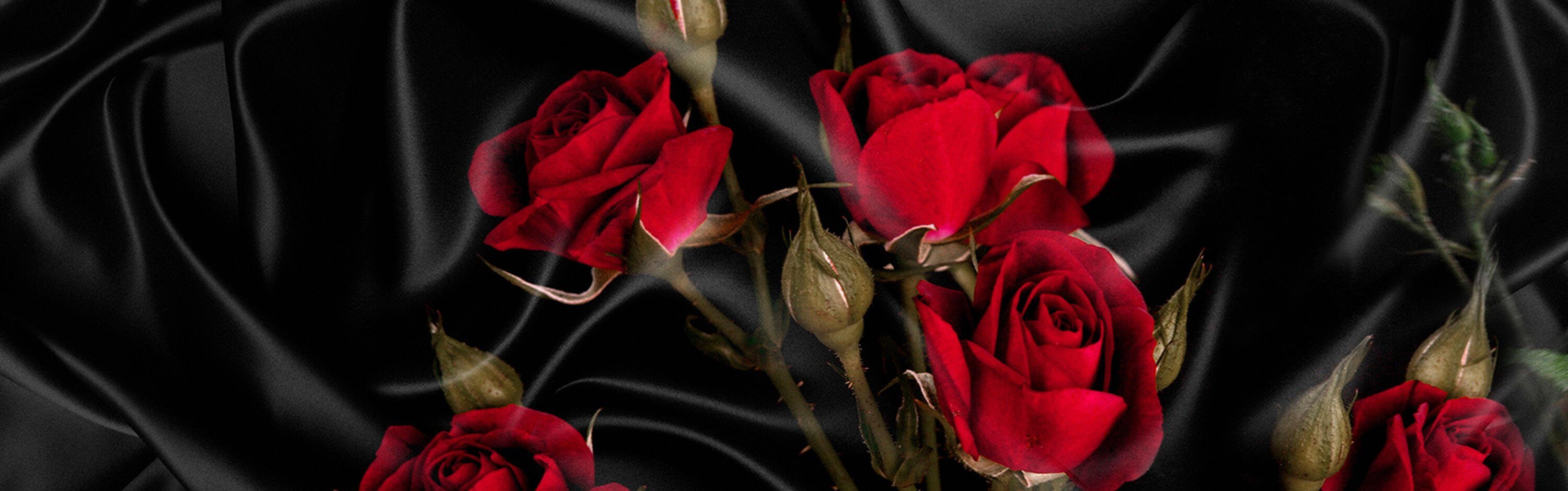 wandmotiv24 Küchenrückwand Rosen Rot Premium Hartschaum (1-tlg), in Nischenrückwand Schwarz Seide, Tuch Größen versch