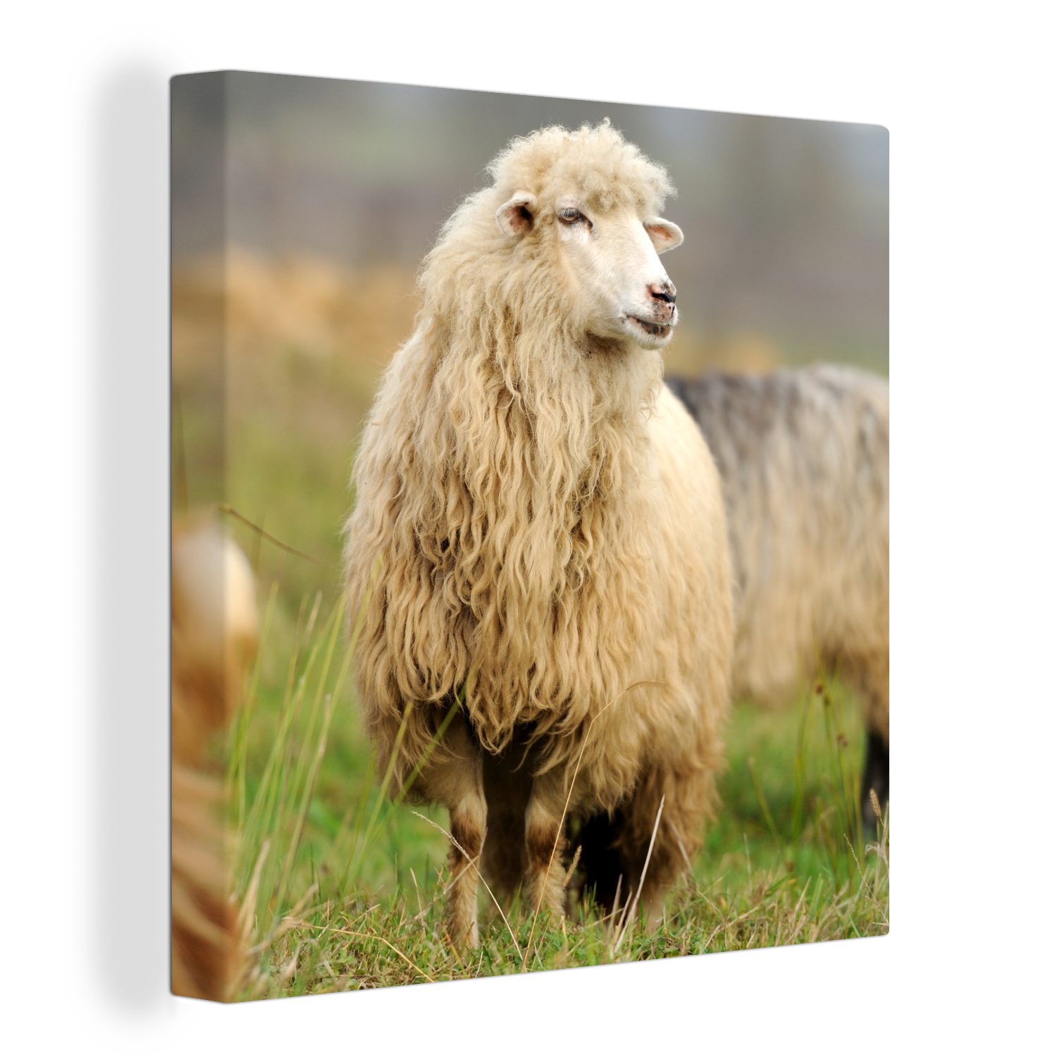 OneMillionCanvasses® Leinwandbild Schafe - Wolle - Gras, (1 St), Leinwand Bilder für Wohnzimmer Schlafzimmer