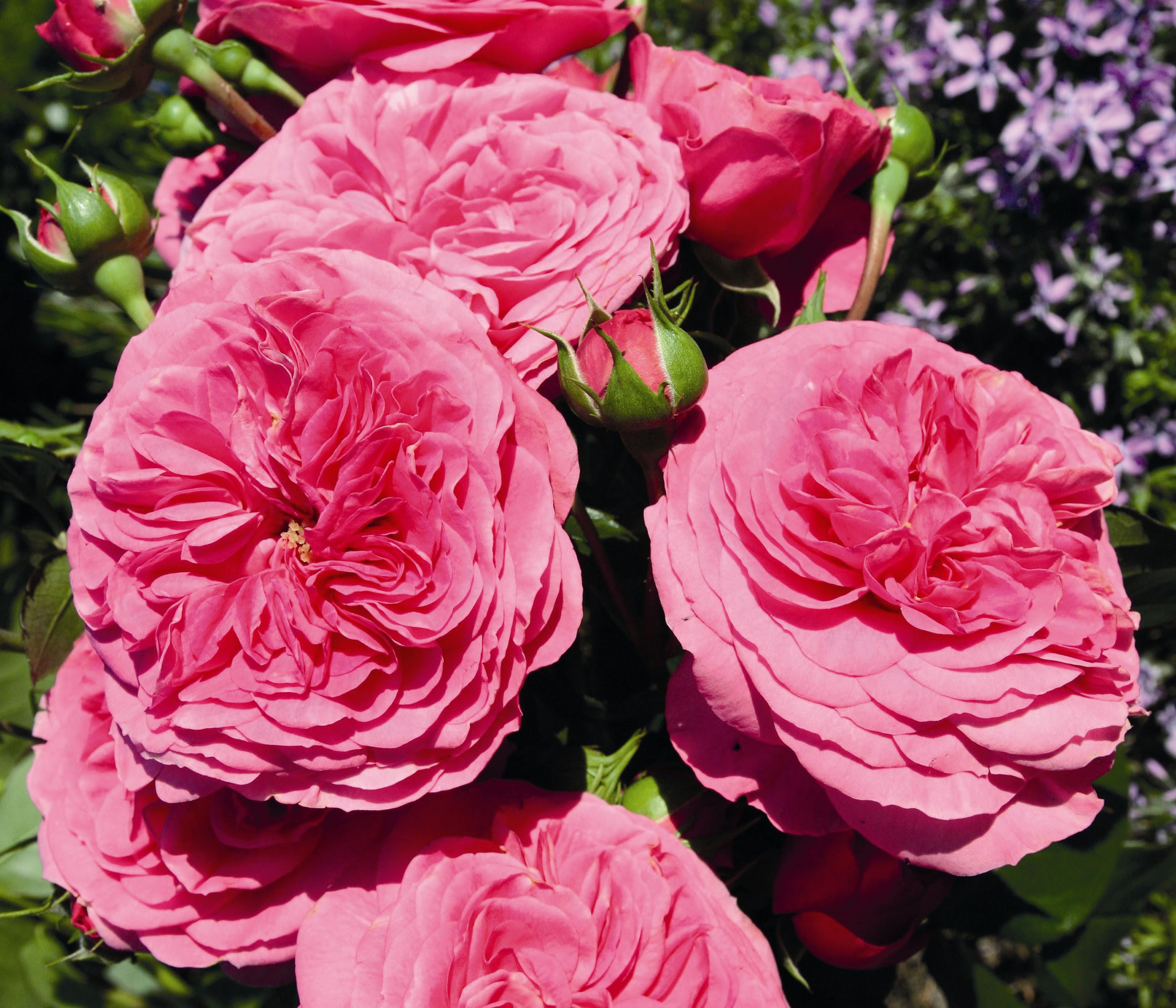 Dehner Beetrose Baronesse®, pinke Blüten, gefüllt/duftend, duftend, strauchförmiger Wuchs, Züchter Tantau