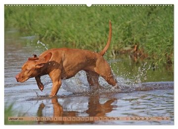 CALVENDO Wandkalender Magyar Vizsla - Vielseitiger Jagdhund mit Familienanschluss (Premium, hochwertiger DIN A2 Wandkalender 2023, Kunstdruck in Hochglanz)