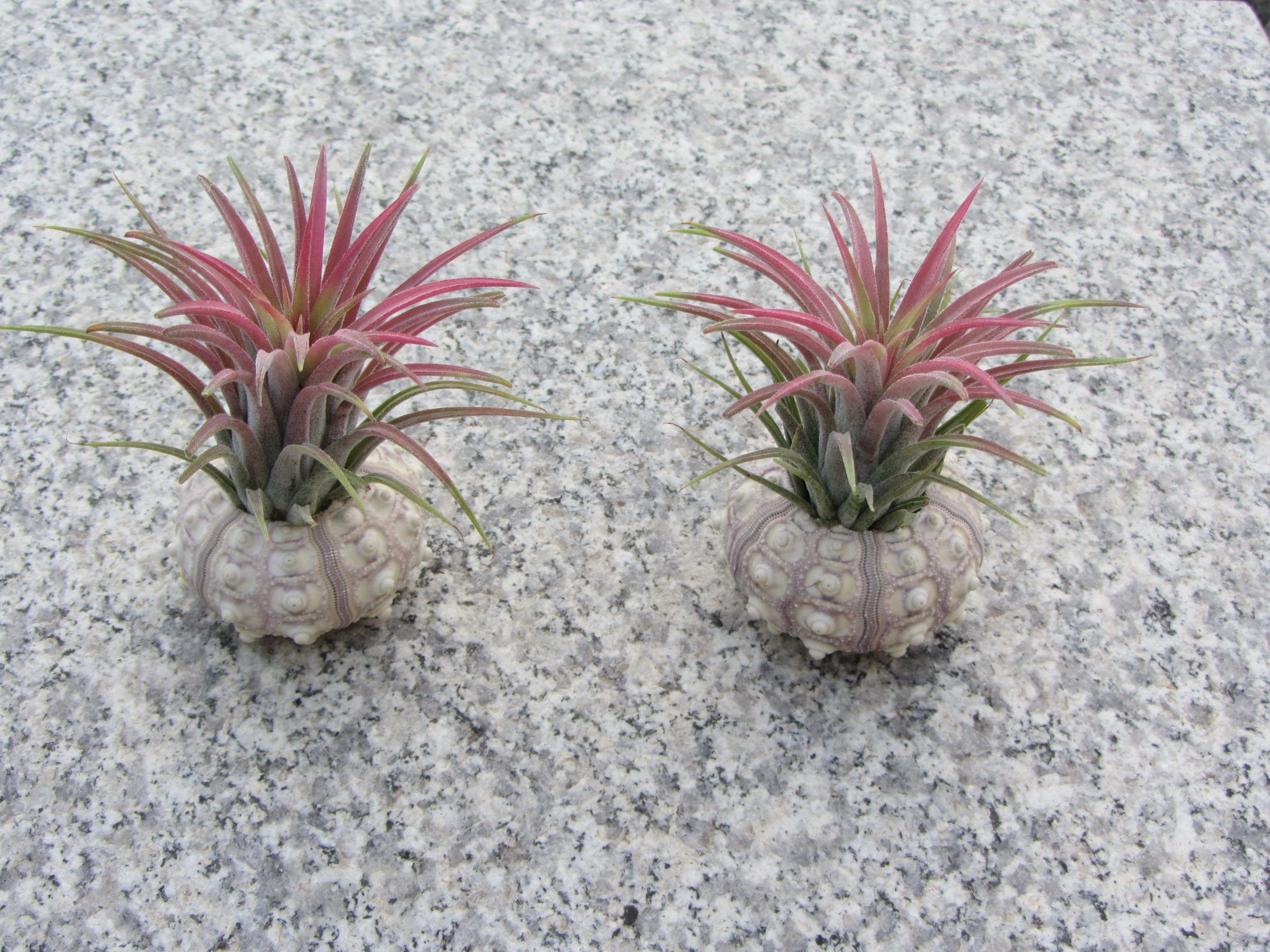 meinvipshop Dekoobjekt Bezaubernde Kombination aus Seeigelgehäuse und Tillandsia 2er Set rosa (Set, 2 St., 2er Set) – Bild 2 von 3