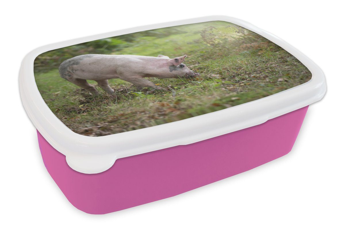 MuchoWow Lunchbox Schwein - Wald - Gras, Kunststoff, (2-tlg), Brotbox für Erwachsene, Brotdose Kinder, Snackbox, Mädchen, Kunststoff rosa