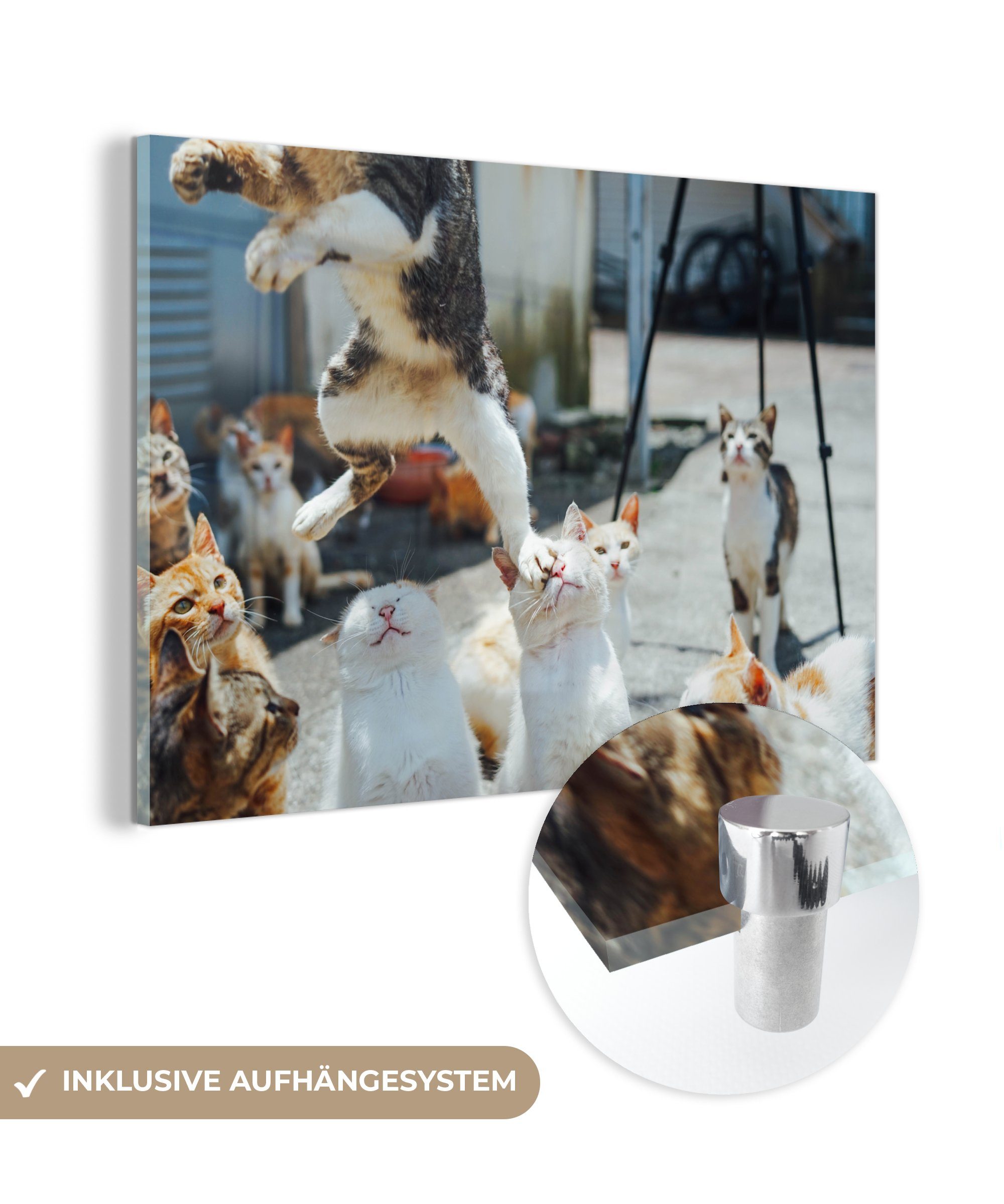 MuchoWow Acrylglasbild Katze - Tier - Luft, (1 St), Acrylglasbilder Wohnzimmer & Schlafzimmer