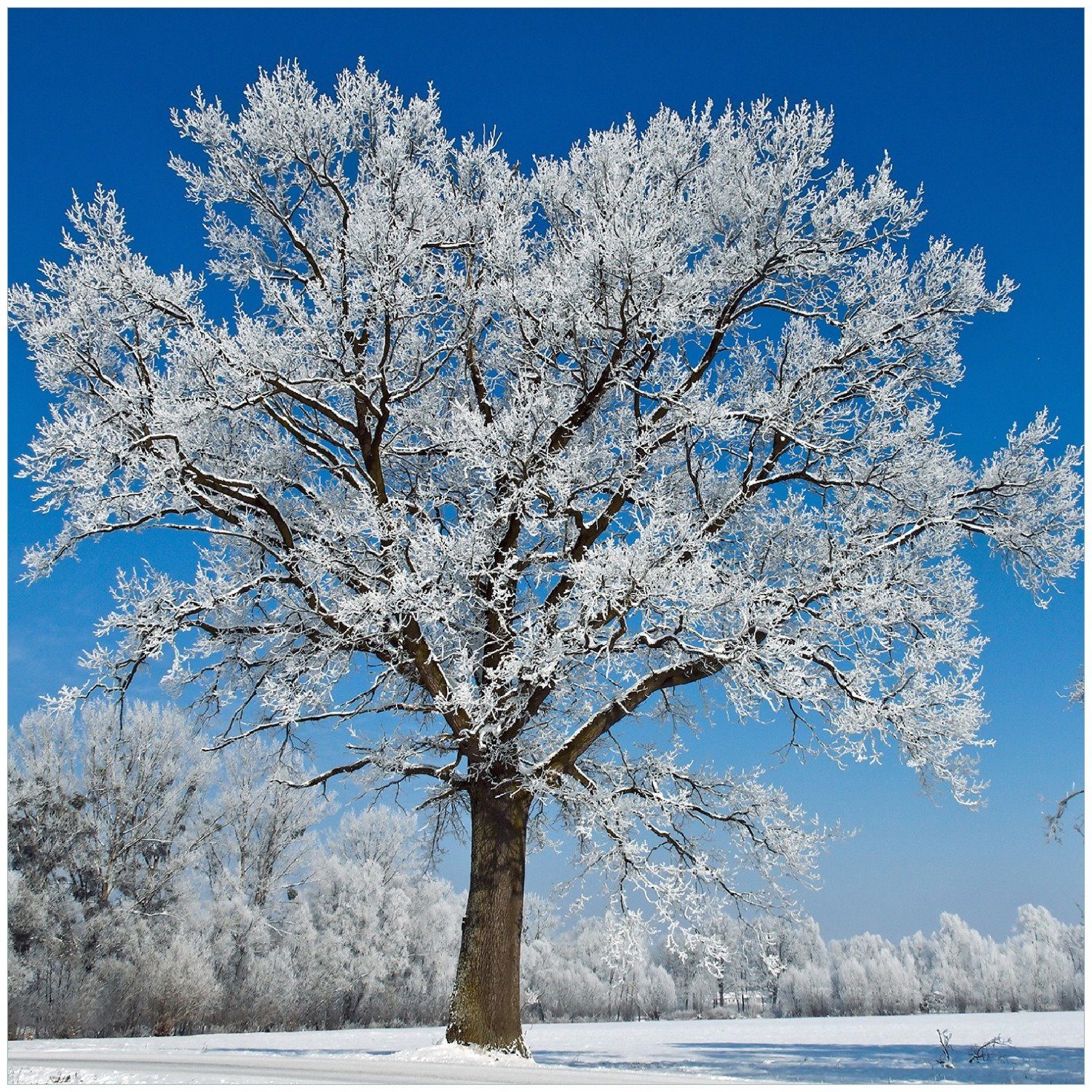 Wallario Memoboard Schneebedeckter Baum mit blauen Himmel
