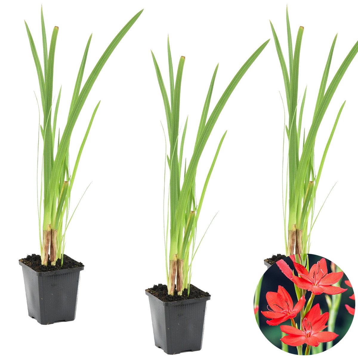 Bloomique Wasserpflanze 3er-Set Schizostylis Coccinea, Kaffernlilie, Rot, 30-40 cm, Topf 9 cm, 3 St.