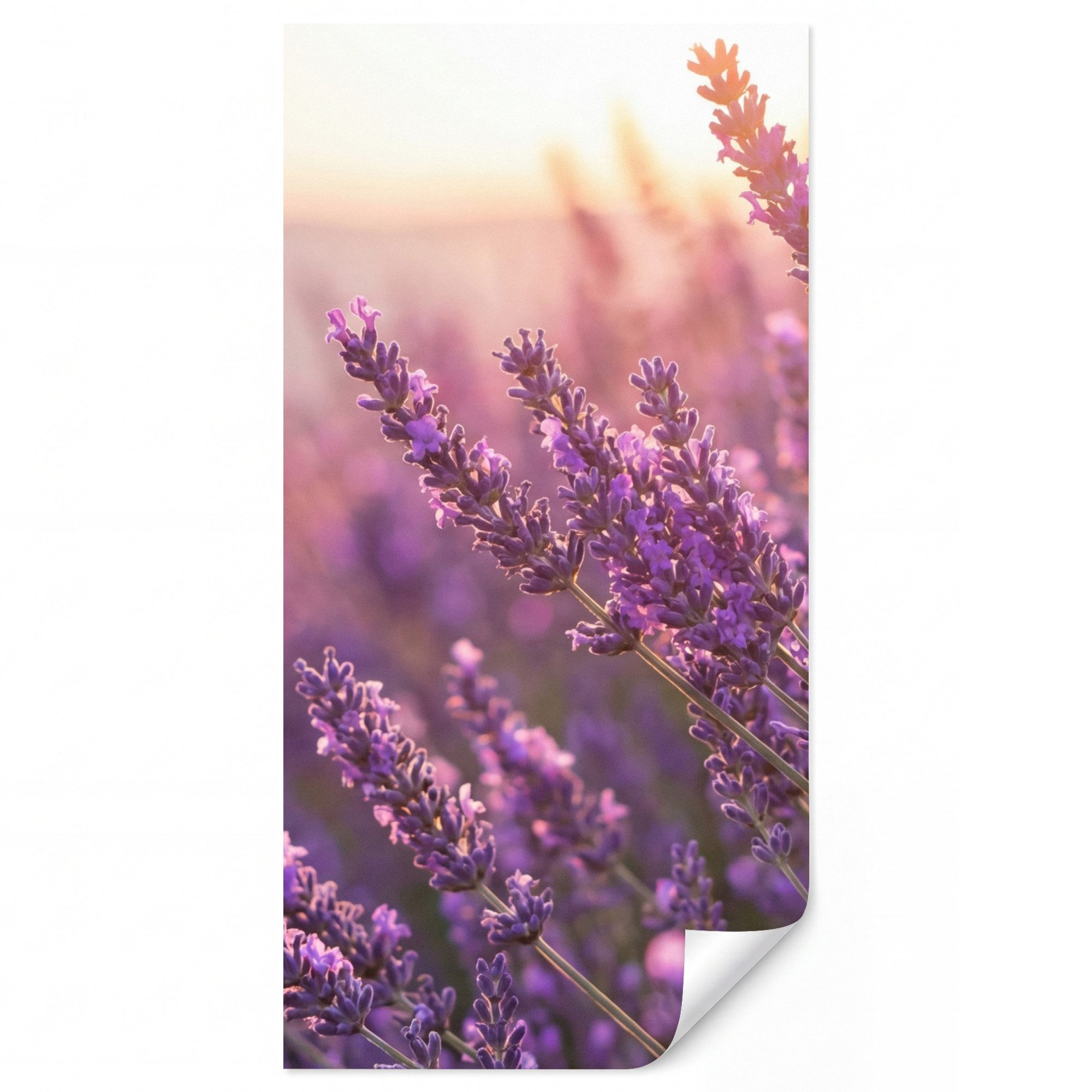 OnlyWow Fototapete Lavendel - Lila - Sonnenlicht, Matt, bedruckt, Wandtapete, Schlafzimmer, Wanddekoration 100x220cm