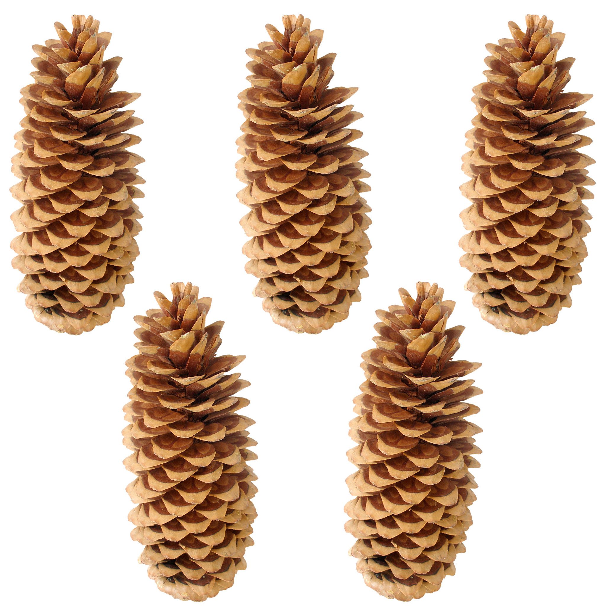 matches21 HOME & HOBBY Bastelnaturmaterial XXL