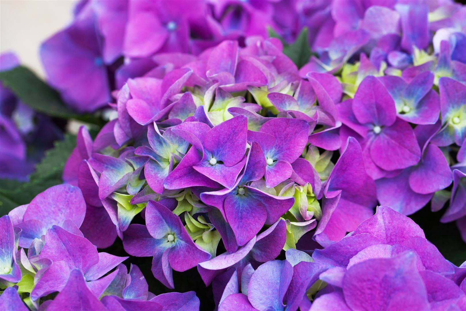 Pflanzen für Dich Gehölze Hydrangea macrophylla Early Blue, 1 St., Bauernhortensie, Gartenhortensie