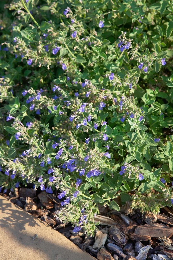 Pflanzen für Dich Staude Nepeta cataria, 1 St., Katzenminze, Echte Katzenminze