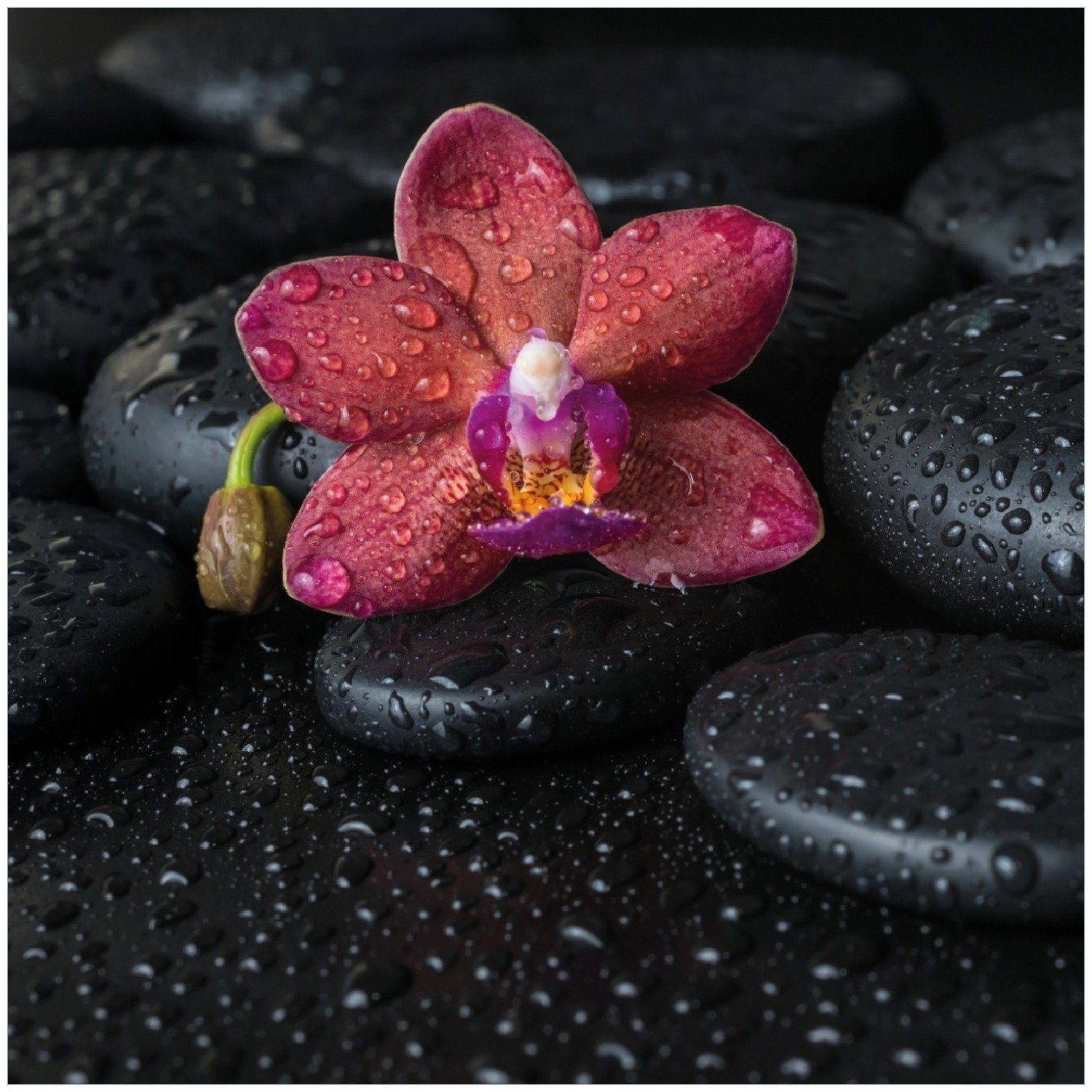 Wallario Memoboard Orchideen-Blüte auf schwarzen Steinen, benetzt mit Wasser-Tropfen