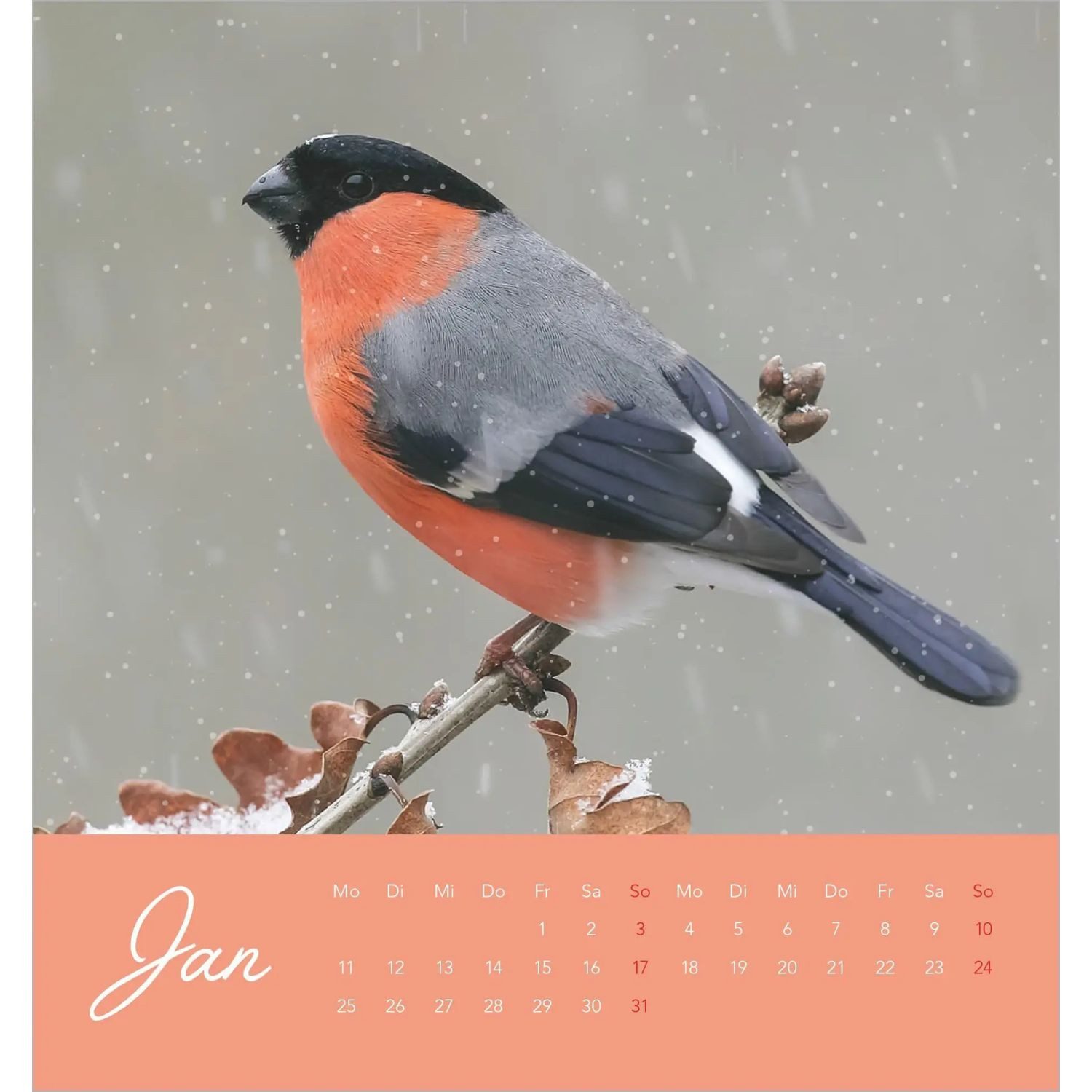 NEUMANN Wandkalender Vögel in unserem Garten 2027
