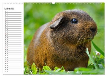 CALVENDO Wandkalender Meerschweinchen Niedliche Herzensbrecher (Premium, hochwertiger DIN A2 Wandkalender 2023, Kunstdruck in Hochglanz)