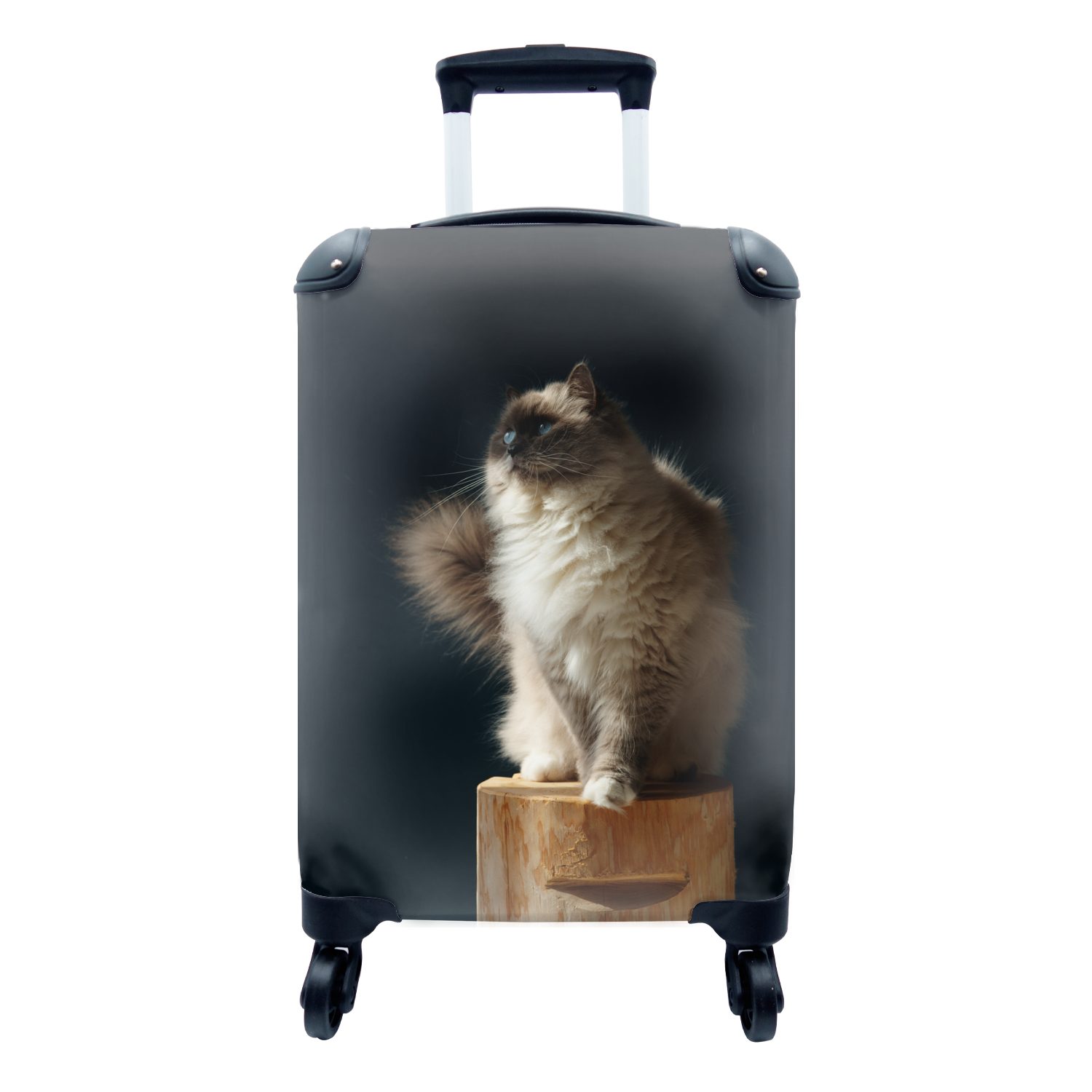 MuchoWow Handgepäckkoffer Eine Ragdoll-Katze sitzt auf einer Stange, 4 Rollen, Reisetasche mit rollen, Handgepäck für Ferien, Trolley, Reisekoffer | Handgepäck-Koffer