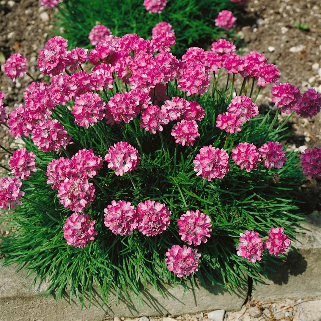 Pflanzen für Dich Staude Armeria maritima Rosea Compacta, 1 St., Grasnelke, Strand-Grasnelke, Strandnelke