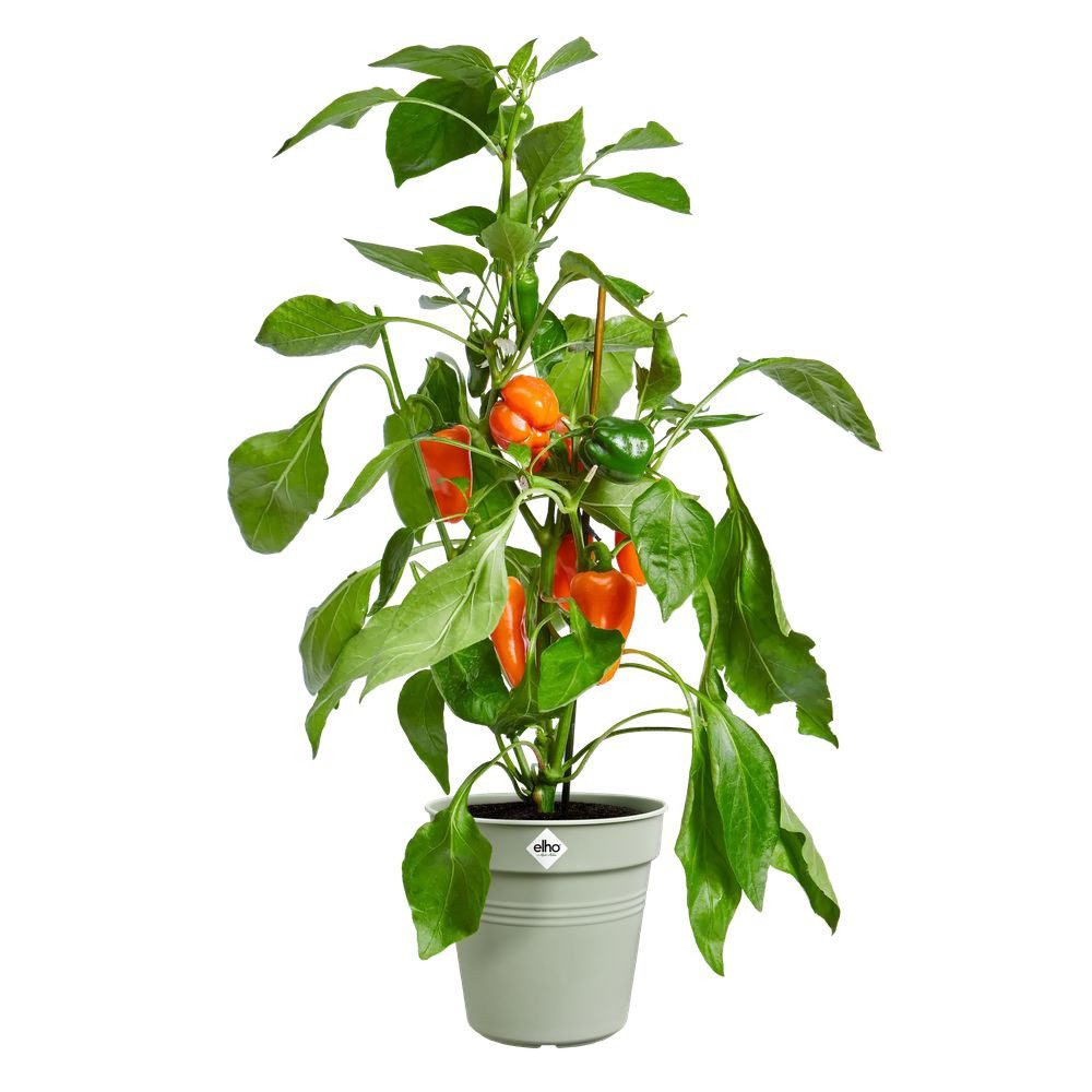 Elho Pflanzkübel green basics anzuchttopf 35cm günstig online kaufen