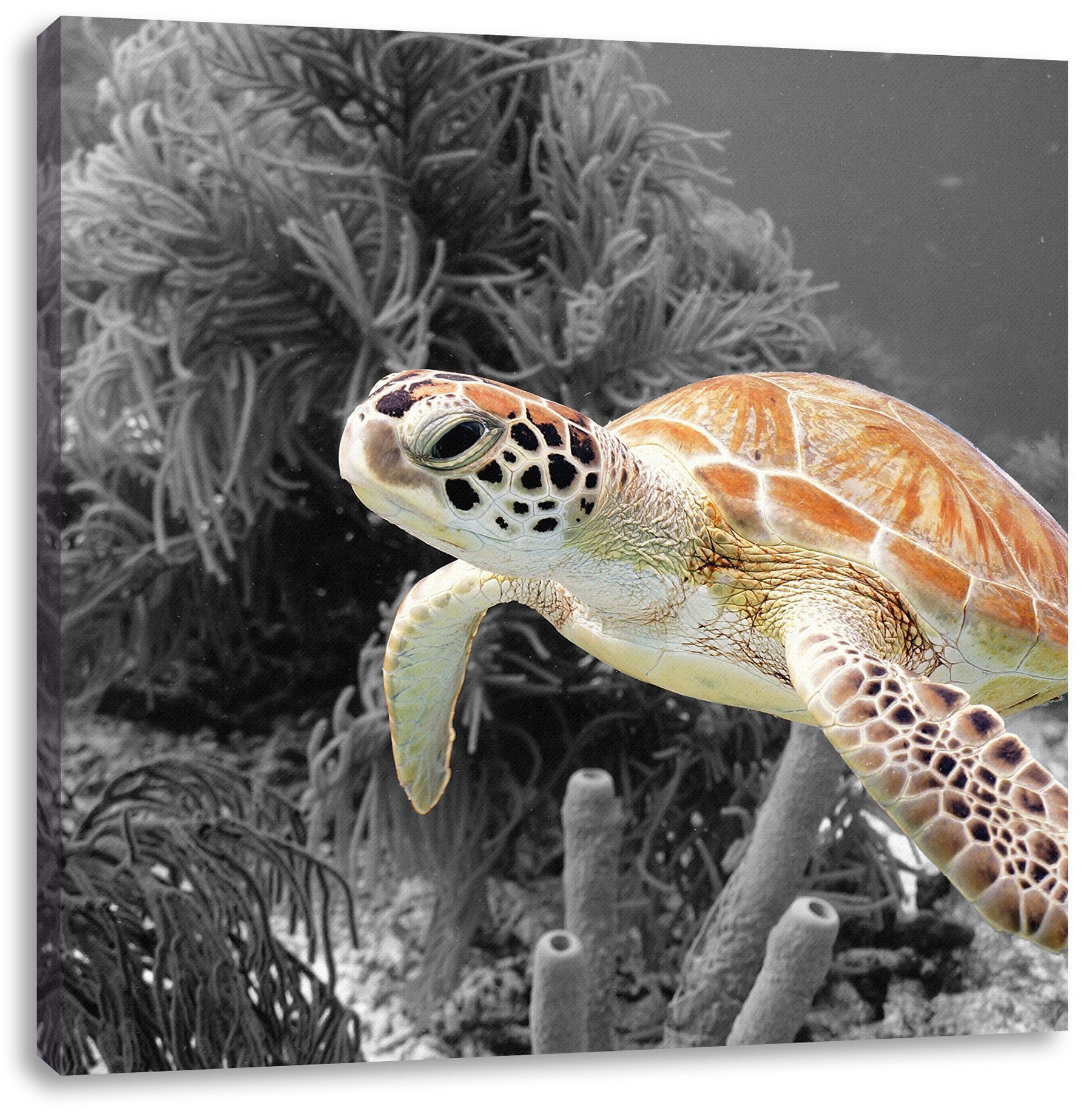 fertig Zackenaufhänger (1 wunderschöne St), wunderschöne Leinwandbild inkl. Pixxprint bespannt, Leinwandbild Meeresschildkröte, Meeresschildkröte
