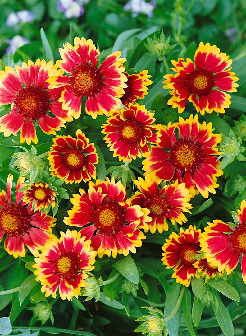 Pflanzen für Dich Staude Gaillardia grand. Kobold, 1 St., Kokardenblume