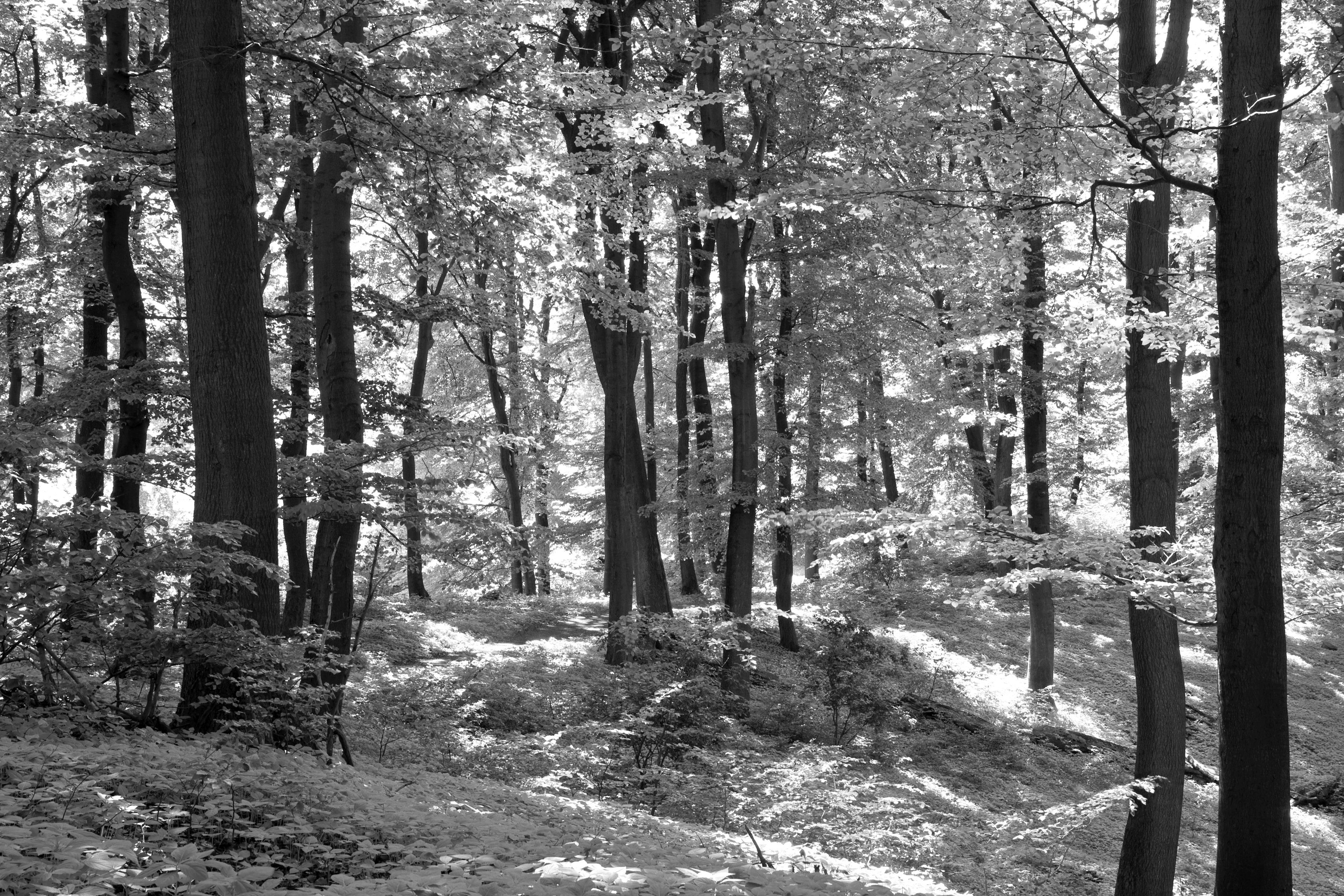 Papermoon Fototapete Schwarz Weiß & Wald