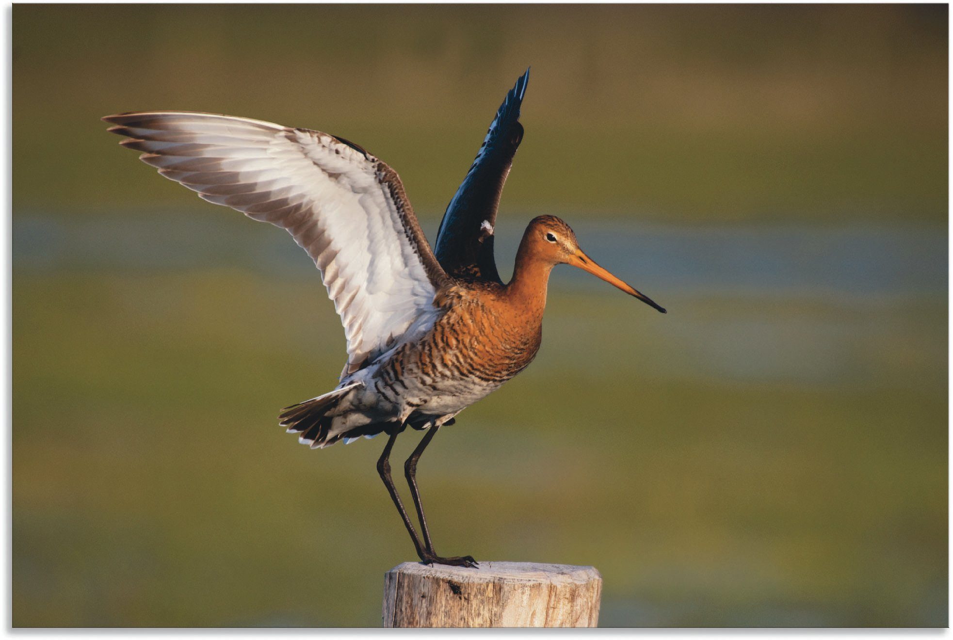 Artland Wandbild »Uferschnepfe im Landeanflug«, Vogelbilder (1 Stück), in vielen Größen & Produktarten - Alubild / Outdoorbild für den Außenbereich, Leinwandbild, Poster, Wandaufkleber / Wandtattoo auch für Badezimmer geeignet-Otto