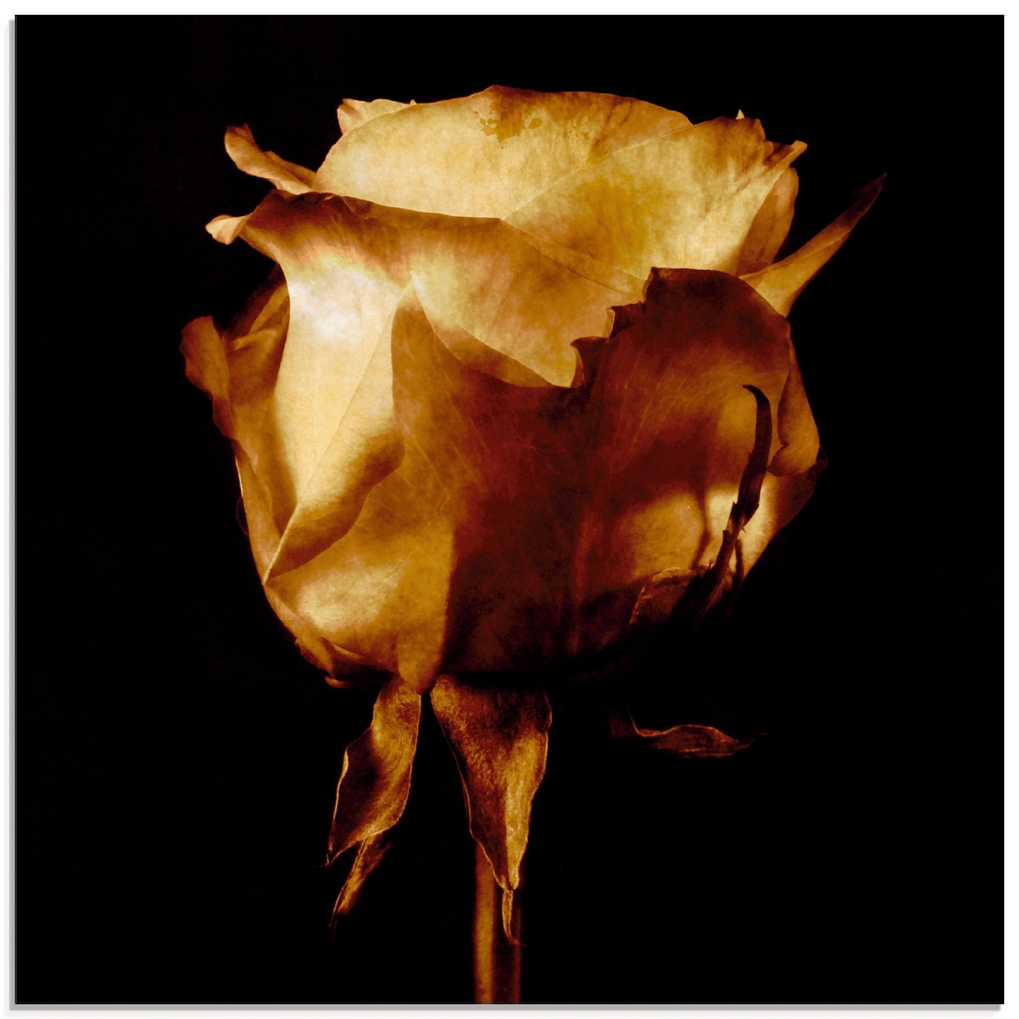 Größen Vergoldete St), (1 Blumen verschiedenen Glasbild Artland Rose, in