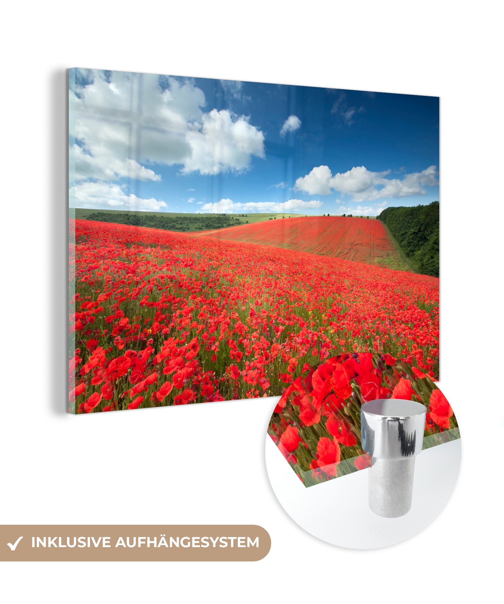 MuchoWow Acrylglasbild Mohnblumenfeld im South Downs National Park in England, (1 St), Acrylglasbilder Wohnzimmer & Schlafzimmer | Bilder