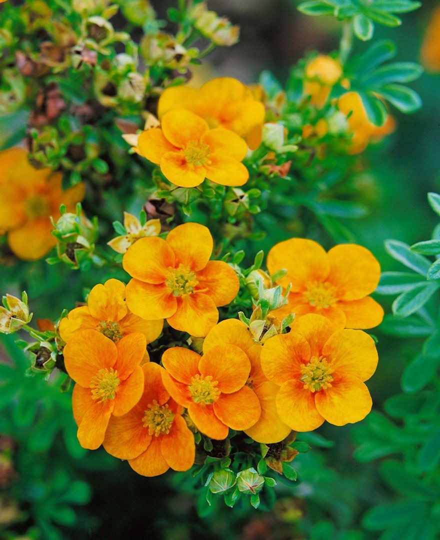Pflanzen für Dich Почвопокровные растения Potentilla cult. William Rollisson, 1 St., Fingerstrauch, Potentille, gelbblühend, kompaktwüchsig