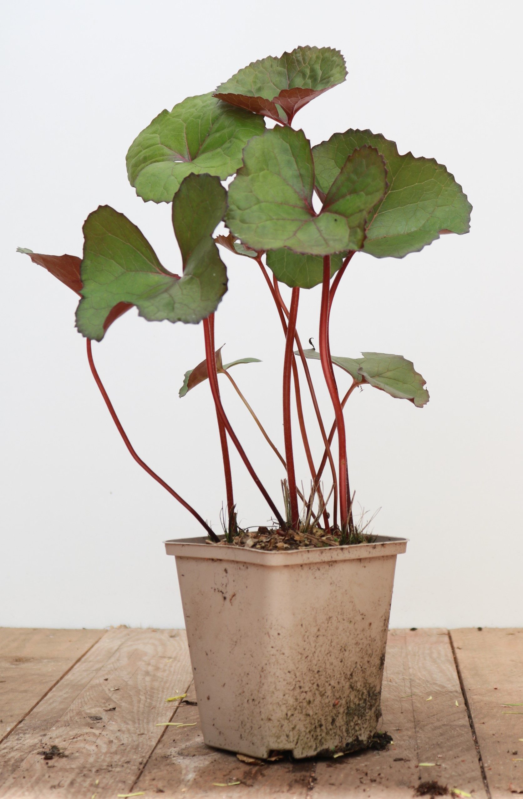 Pflanzen für Dich Staude Ligularia dent. Midnight Lady, 1 St., Kreuzkraut, Goldkolben, Goldblatt