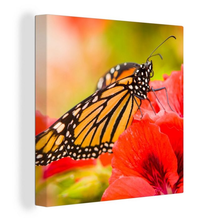 OneMillionCanvasses® Leinwandbild Blumen - Schmetterlinge - Monarch (1 St) Leinwand Bilder für Wohnzimmer Schlafzimmer