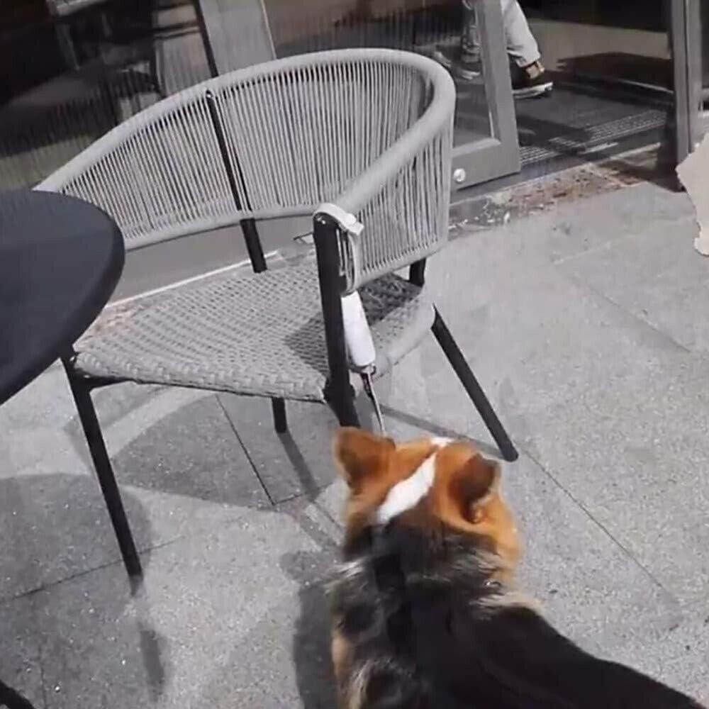 YI Hundeleine Pet Room Hands Free zum,Hundeleine Führleine Leine Reflektierend,White