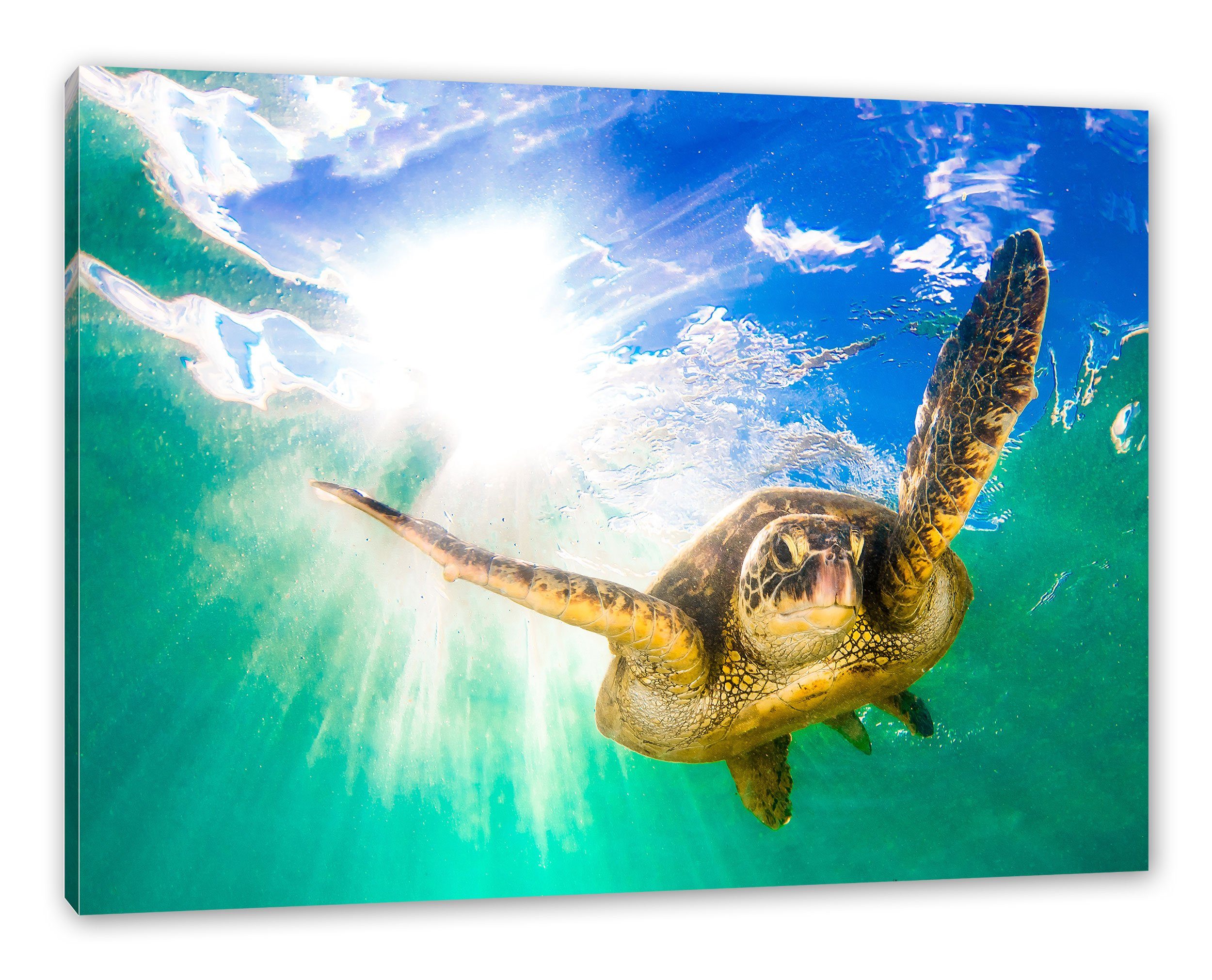 St), Zackenaufhänger inkl. Meeresschildkröte, Leinwandbild Pixxprint Leinwandbild (1 fertig Grüne Meeresschildkröte Grüne bespannt,