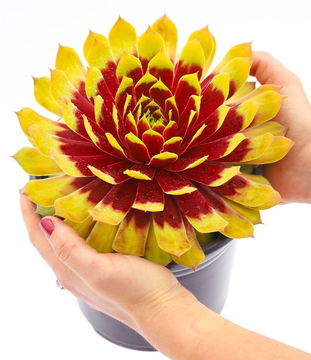 BALDUR Garten Bodendecker Sempervivum Giants 'Gold Mine®', 1 St., Trockenresistent, genügsam, winterhart, mehrjährig