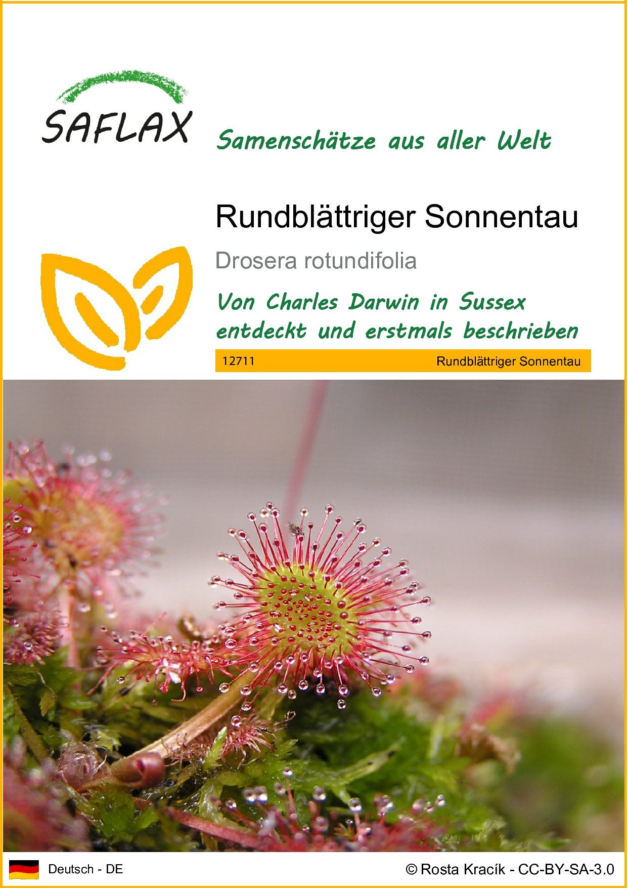 SAFLAX Blumensamen SAFLAX - Samen - Rundblättriger Sonnentau