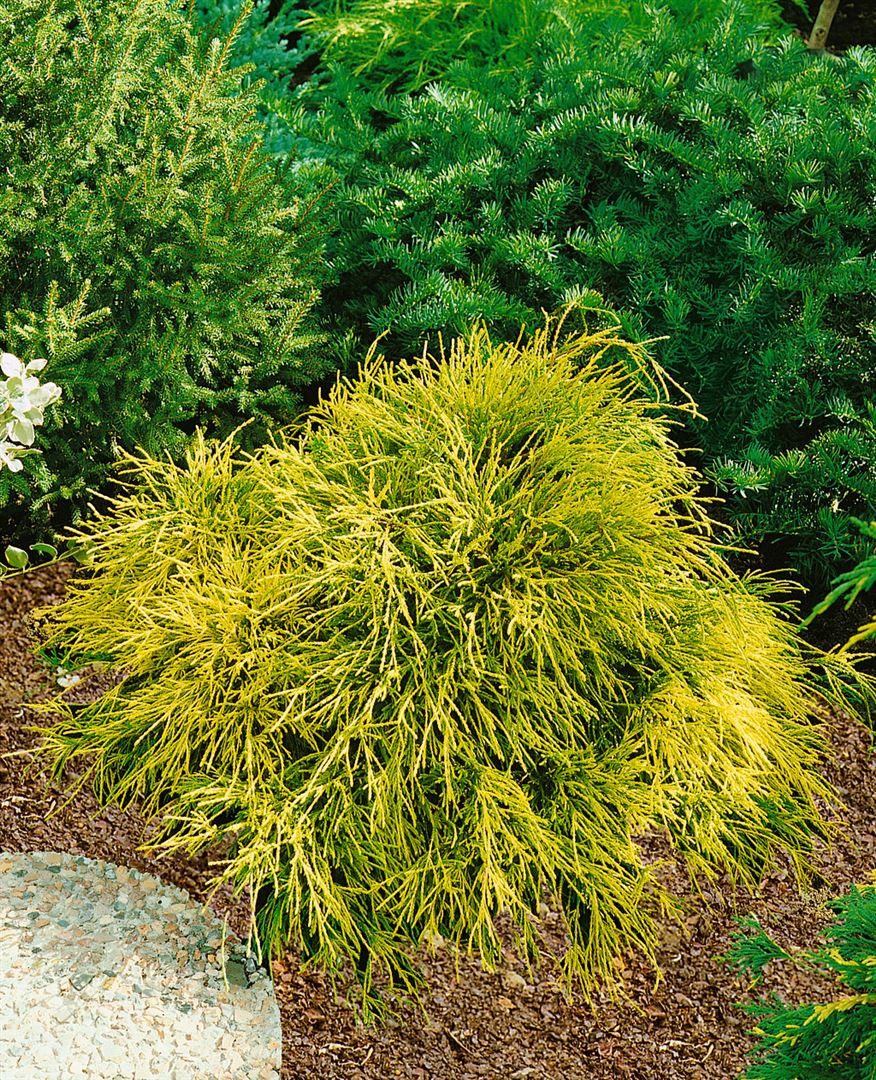 Pflanzen für Dich Konifere Chamaecyparis pisif. Plumosa Flavescens, 1 St., Gelbe Fadenzypresse, Scheinzypresse, gelbgrün, federartig