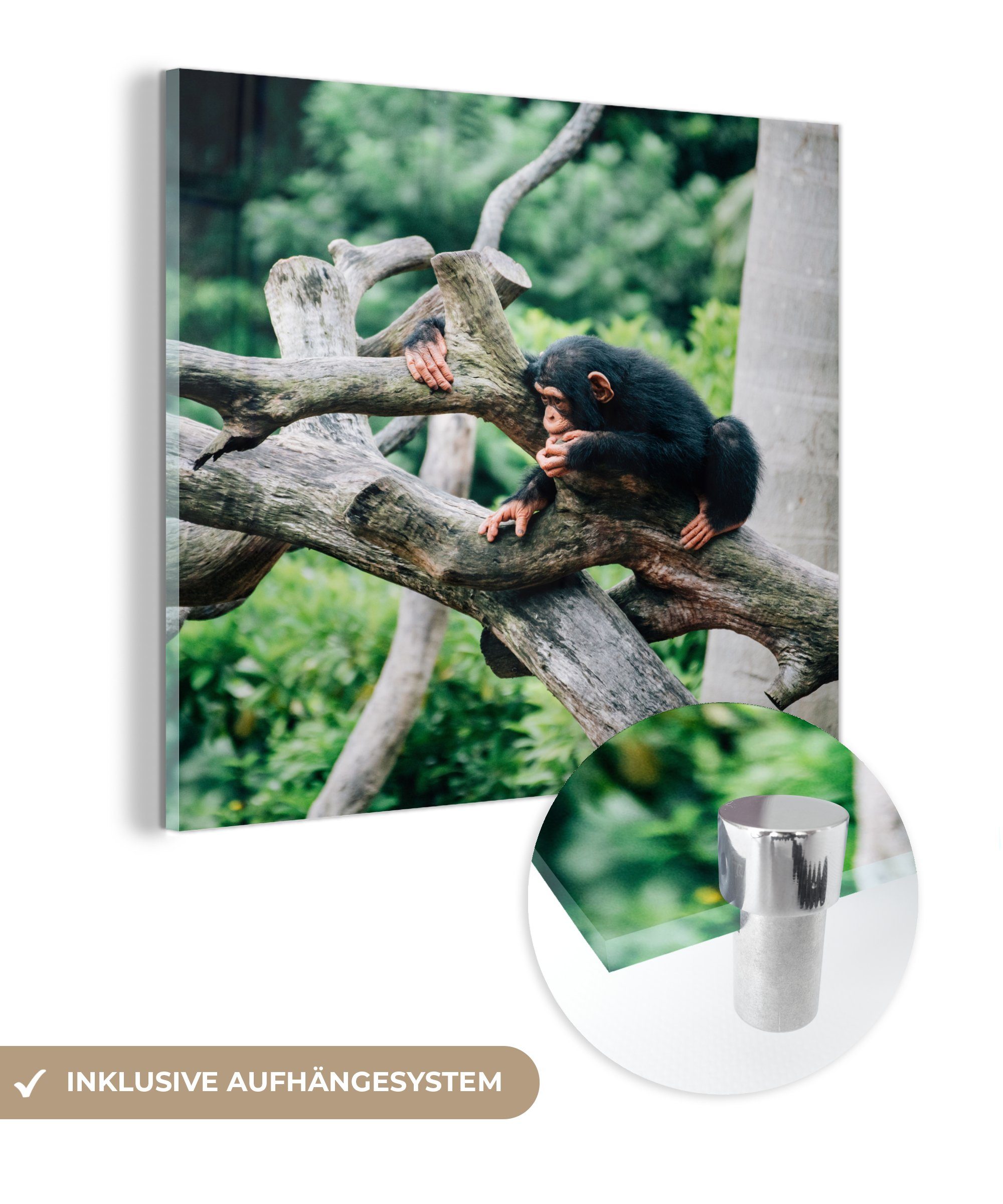 MuchoWow Acrylglasbild Junger Schimpanse im Dschungel, (1 St), Glasbilder - Bilder auf Glas Wandbild - Foto auf Glas - Wanddekoration | Bilder