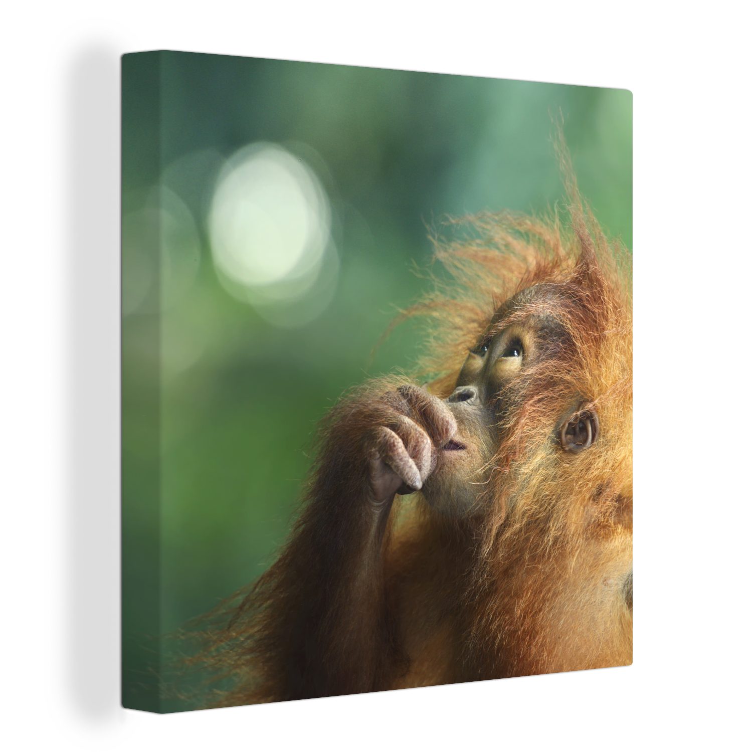 OneMillionCanvasses® Leinwandbild Ein junger Orang-Utan vor einem verblassten Hintergrund, (1 St), Leinwand Bilder für Wohnzimmer Schlafzimmer