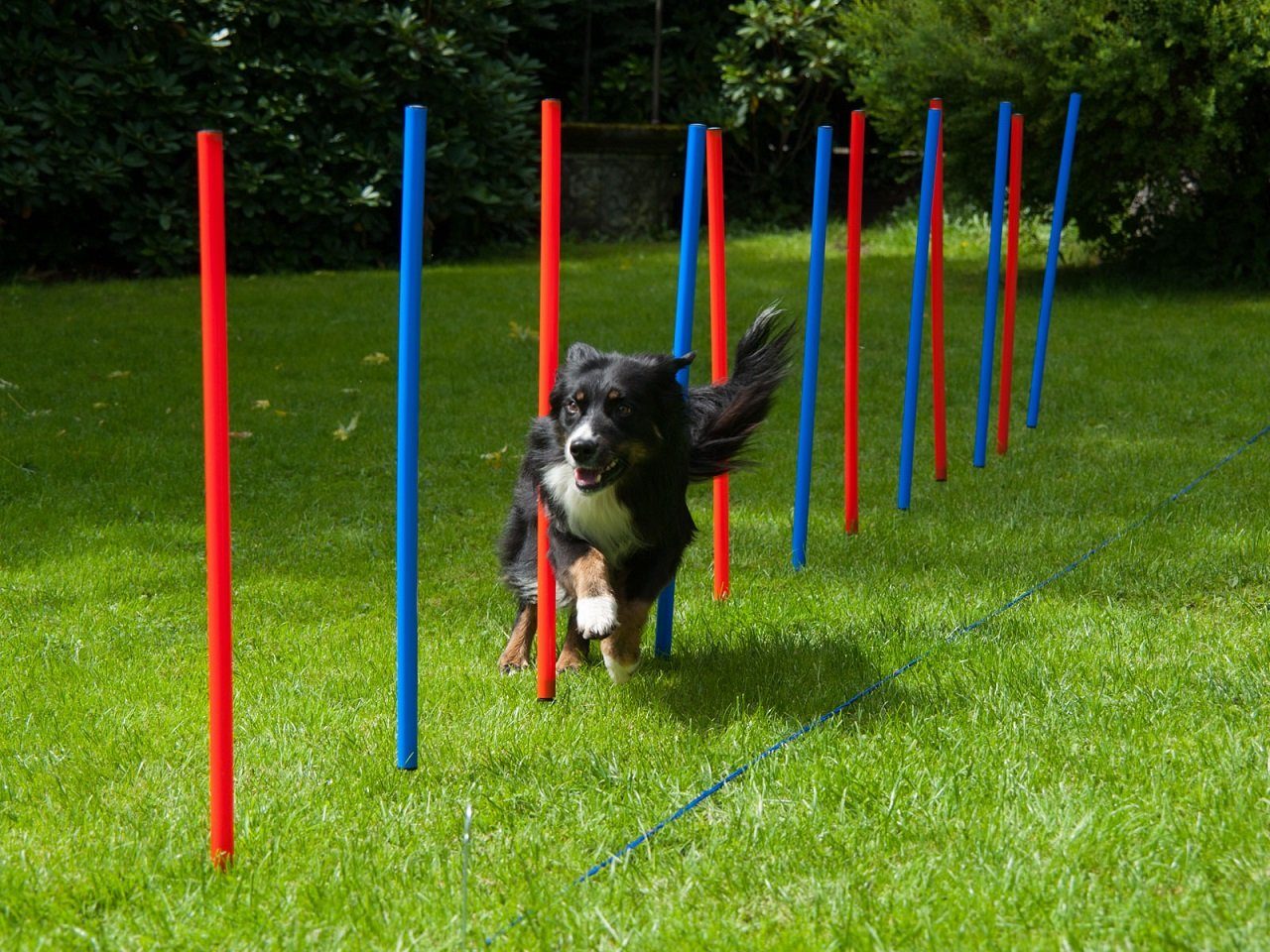 Lemodo Agility-Slalom Premium Slalom-Stangen, 12er Set, Hundetraining, Kunststoff, (12-tlg) Slalomstangen, 12er Set, mit verzinkten Erdnägeln, Premium-Qualität