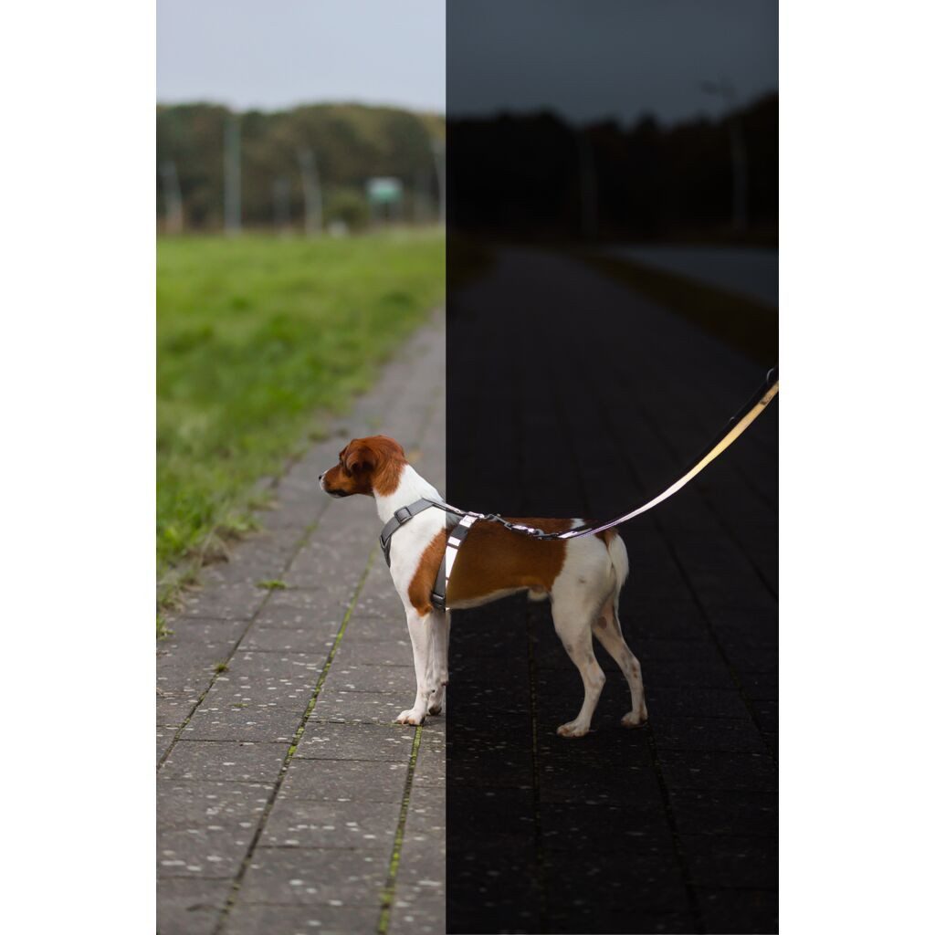 TRIXIE Hunde-Leuchtgeschirr Premium Reflect H-Geschirr - grafit - 36–45 cm/15 mm, Gurtband