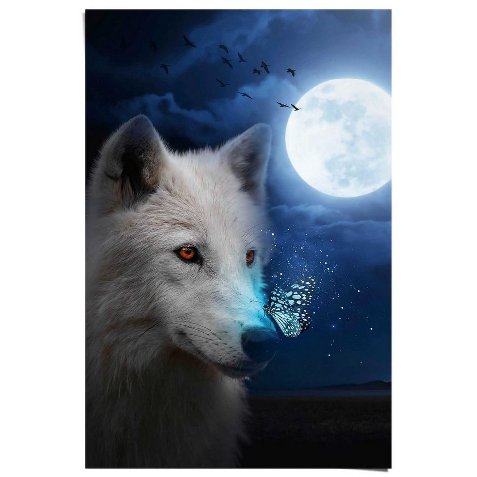 Reinders! Weißer Poster Wolf