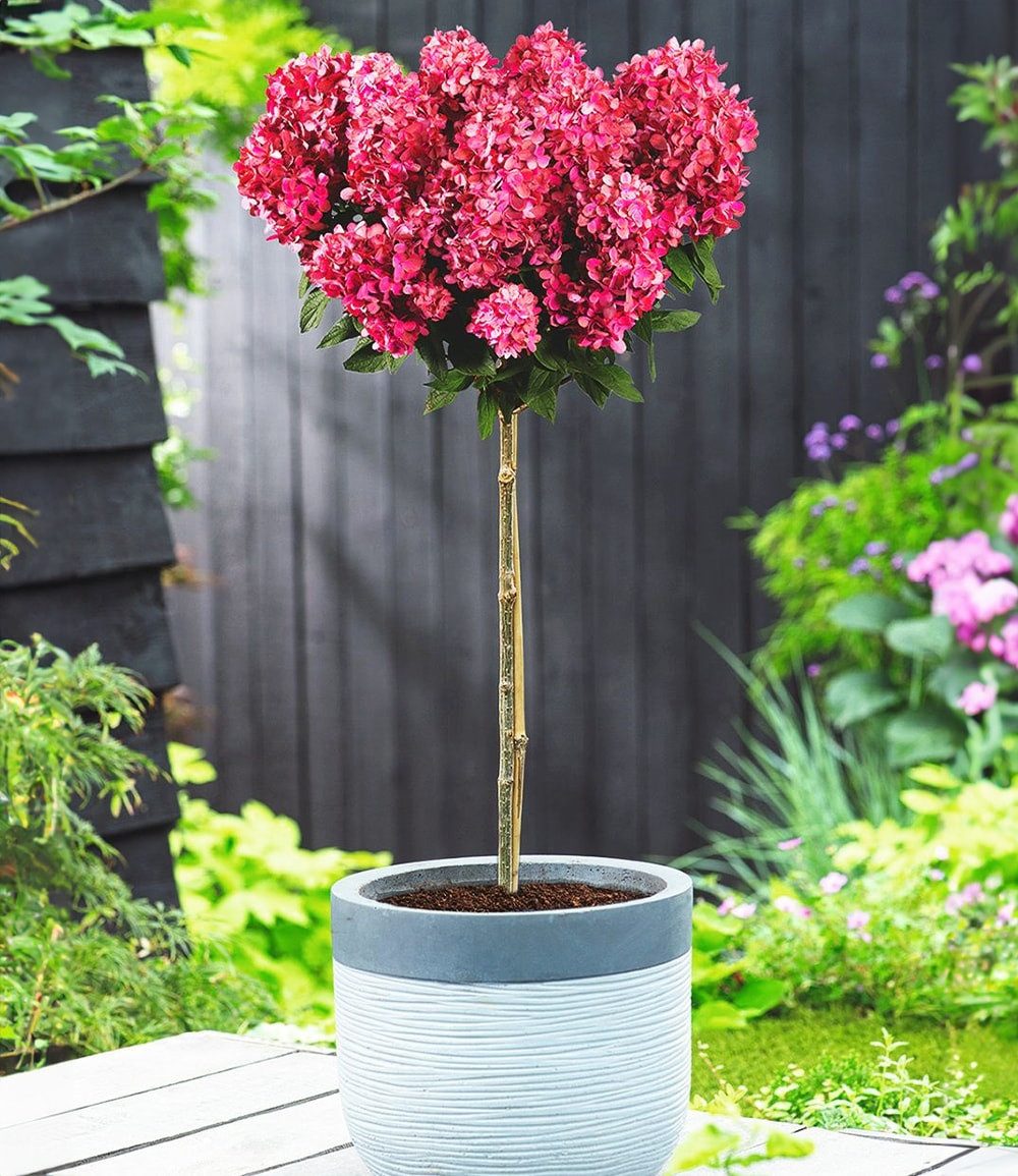 BALDUR Garten Zierstrauch Hortensien-Stämmchen 'Bloody Marie®', 1 St., Schmetterlingsmagnet, winterhart, mehrjährig, lange Blütezeit