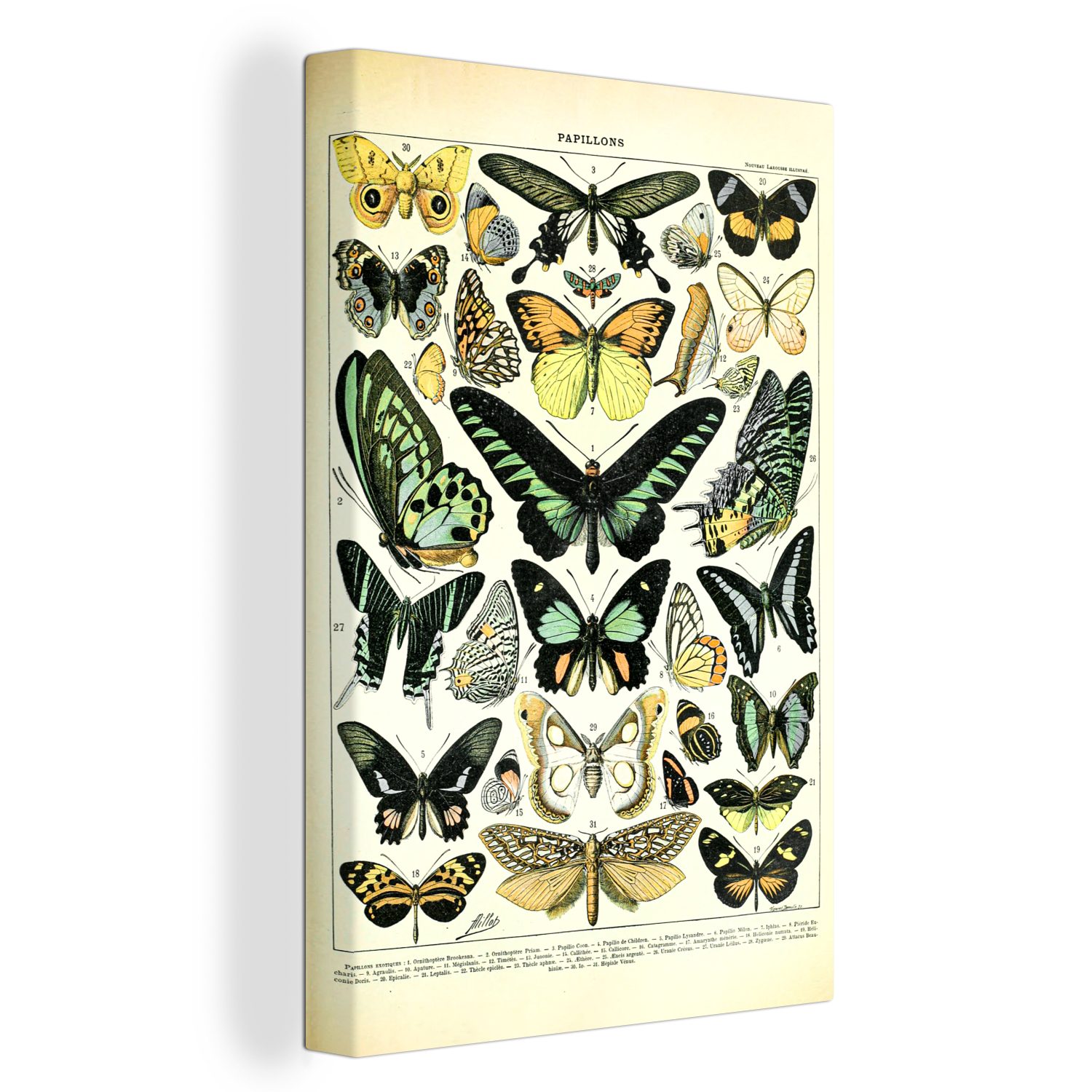 OneMillionCanvasses® Leinwandbild Schmetterlinge inkl. Leinwandbild Gemälde, 20x30 fertig - St), bespannt cm (1 - Grün, Tiere Zackenaufhänger