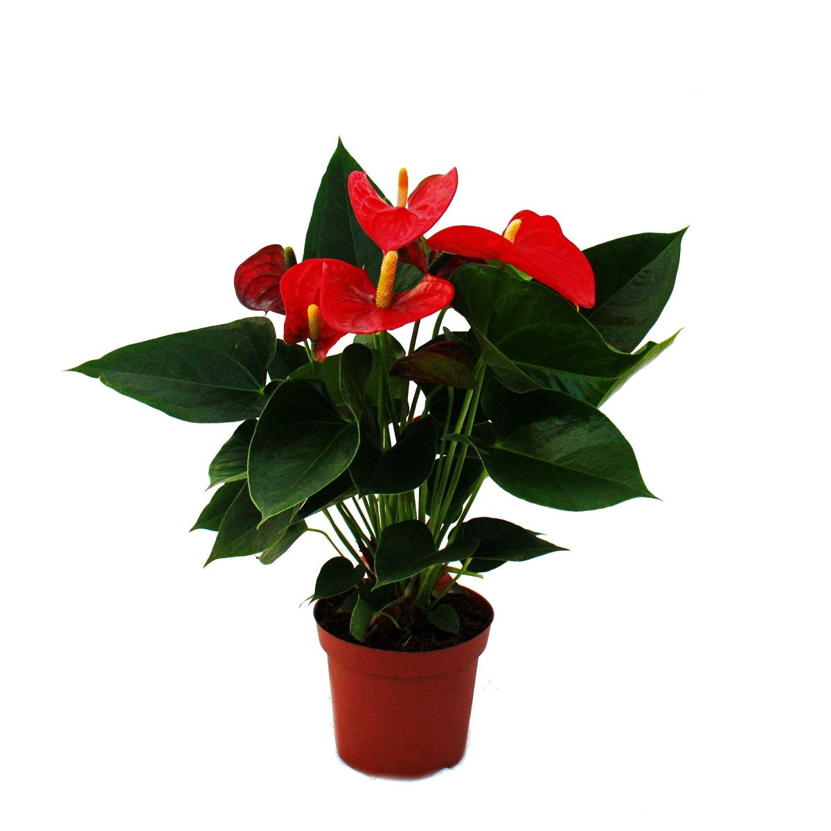 Exotenherz Zimmerpflanze Flamingoblume "Sierra Red" rot Anthurium andreanum günstig online kaufen