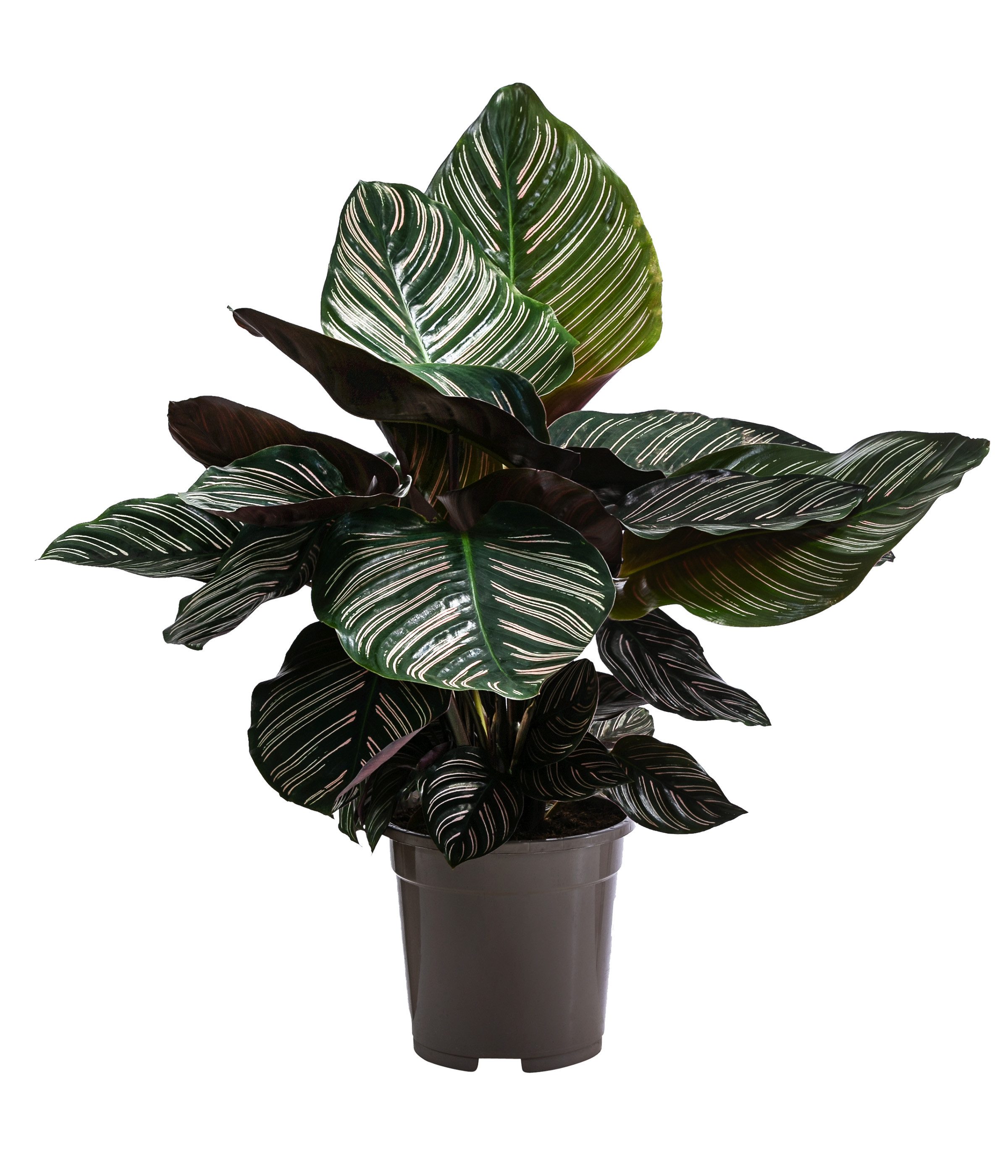 Dehner Zimmerpflanze Korbmarante, Calathea ornata, luftreinigende Wirkung, Grünpflanze mit farbiger Blattzeichnung