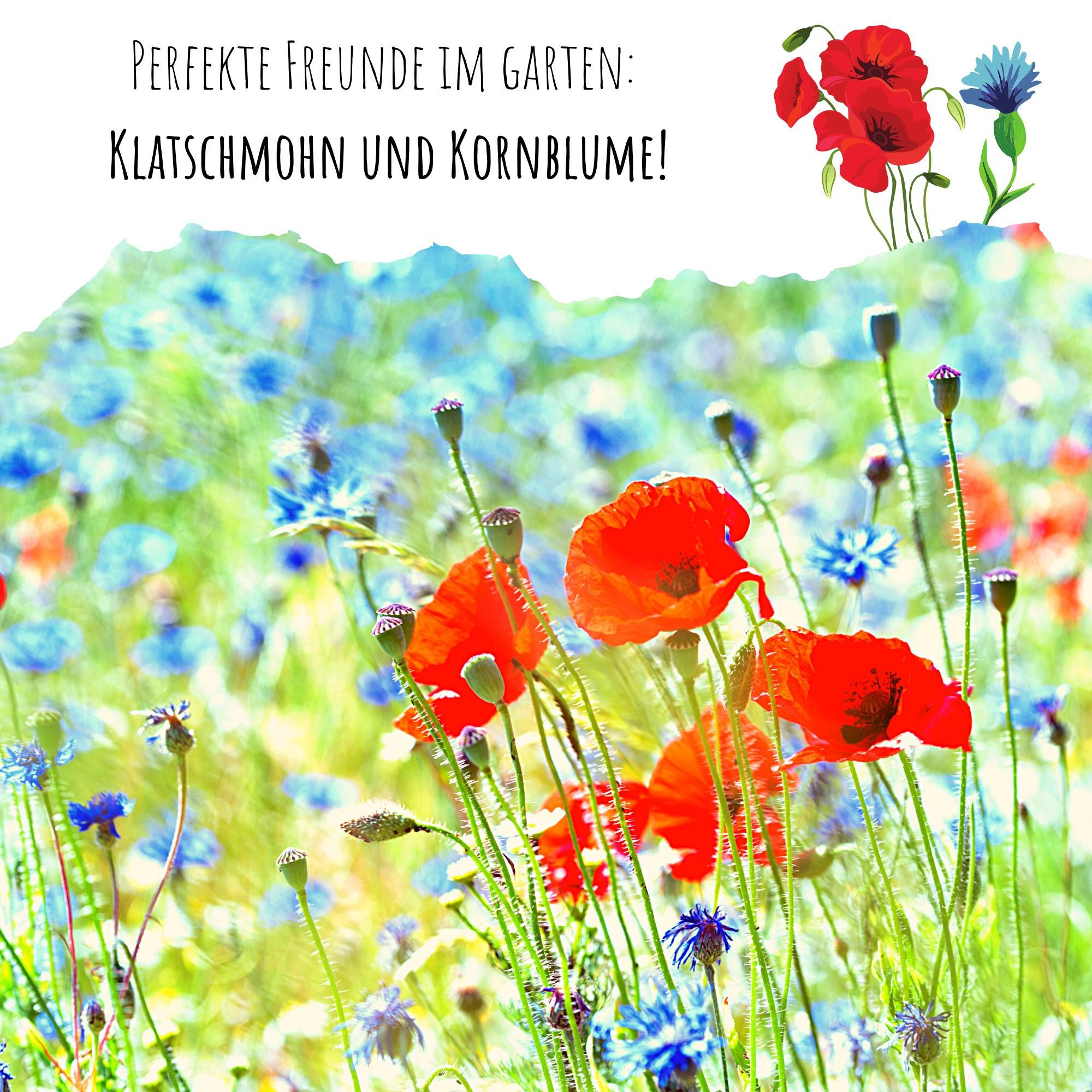 HappySeed Blumensamen Kornblumen Samen (Centaurea cyanus) - Blau, 1000 Korn, 80 cm, Bienenfreundlich – Bild 4 von 5