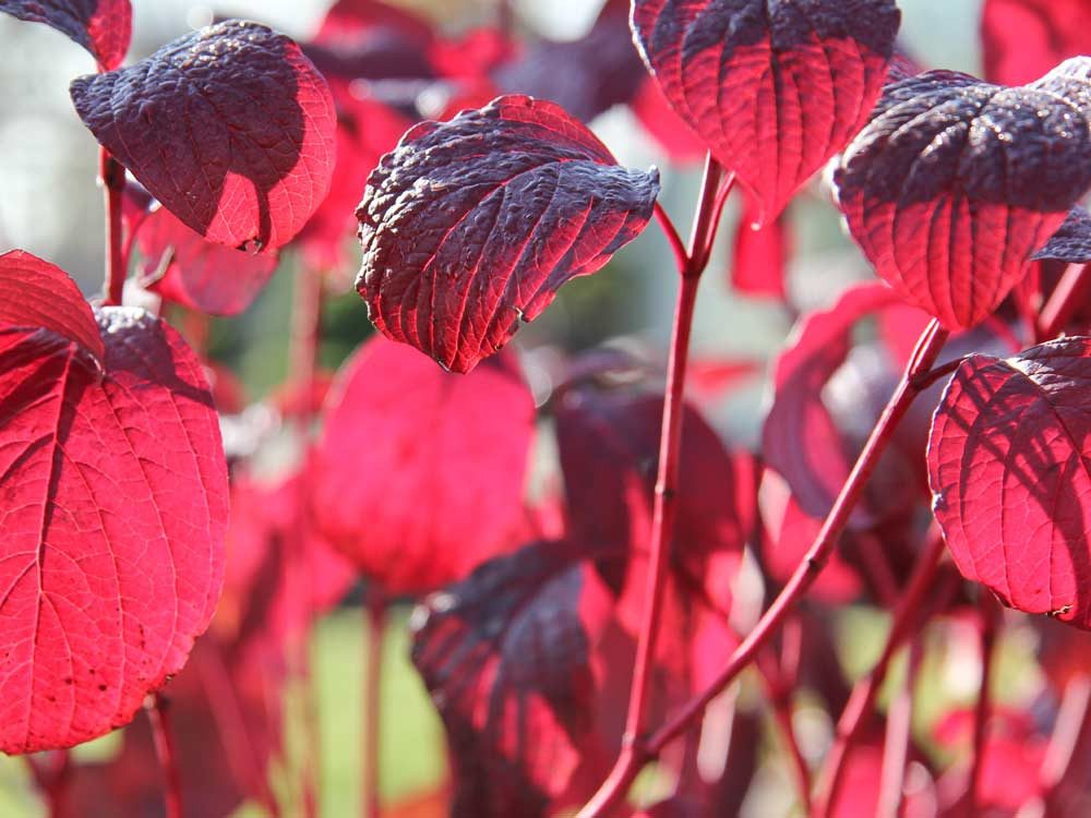 Garten von Ehren Hecken Cornus alba Sibirica Containerware 40-60 cm hoch